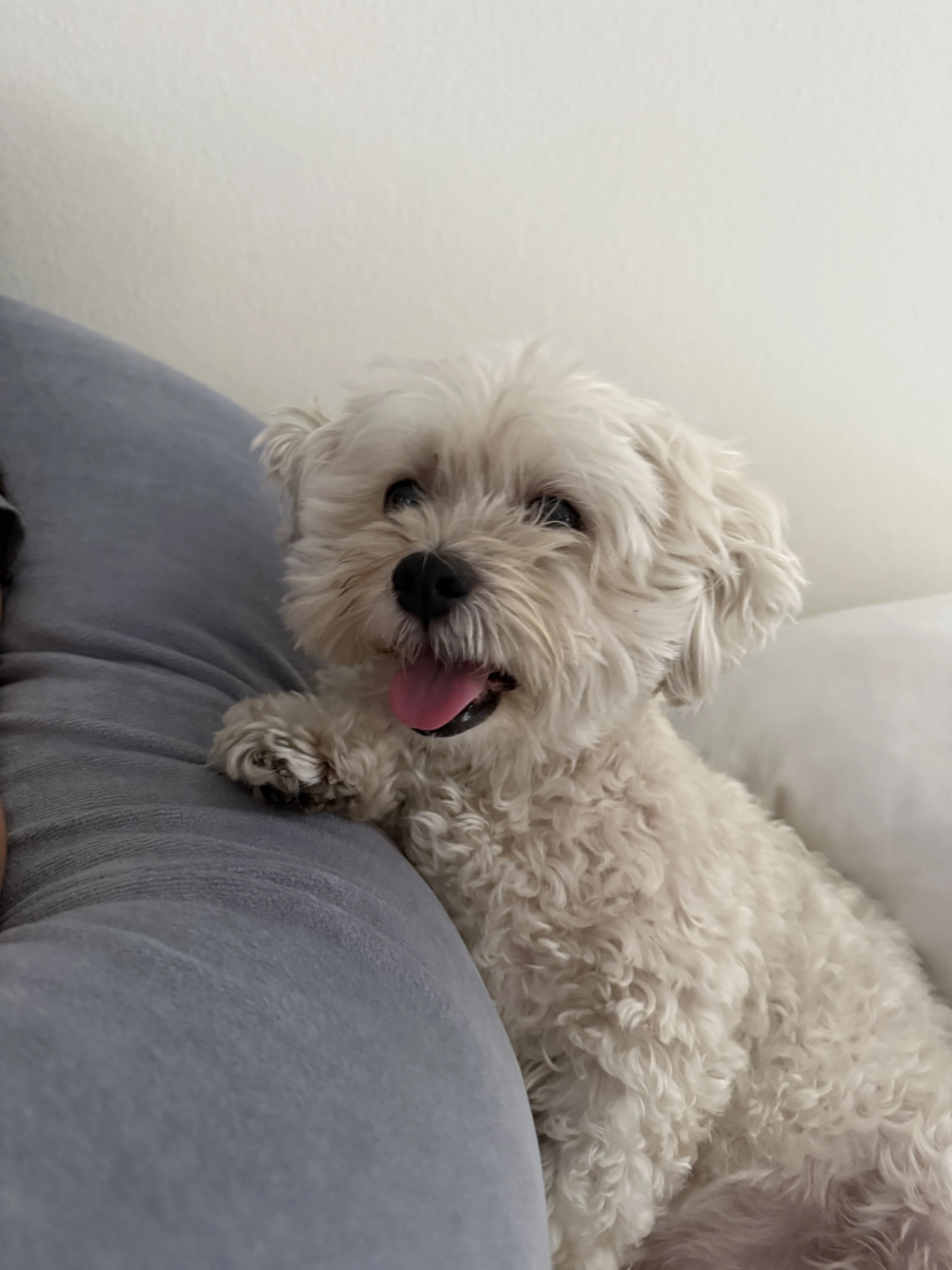 Lost pet