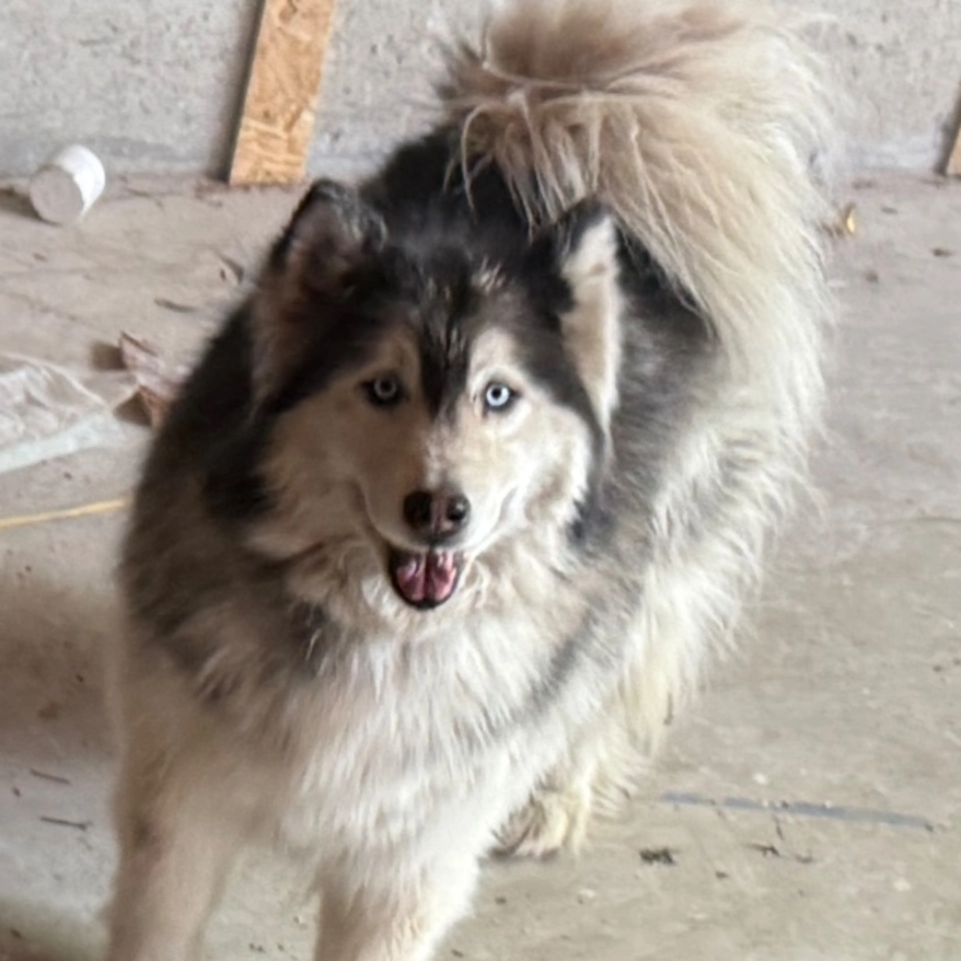 Lost pet