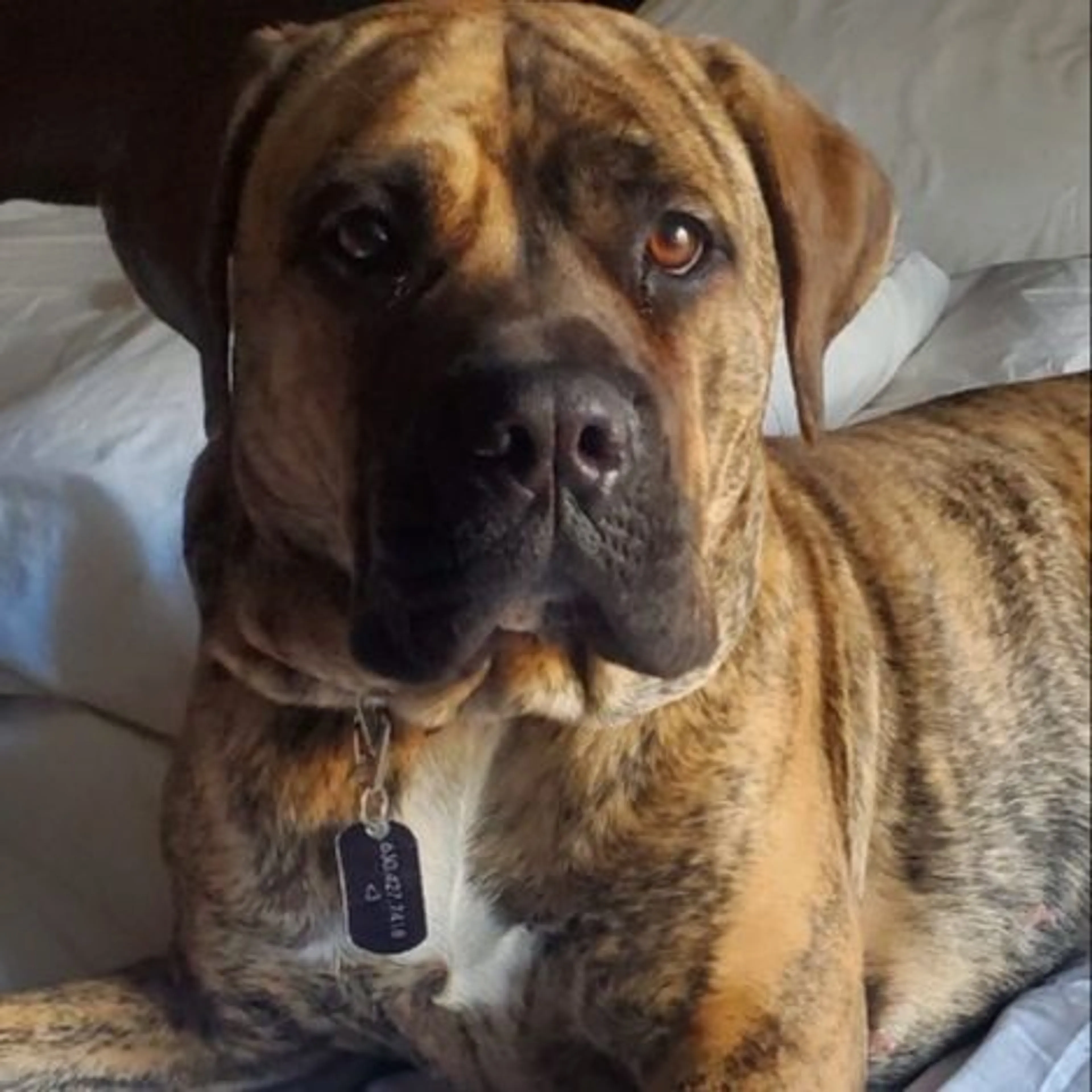 Lost pet
