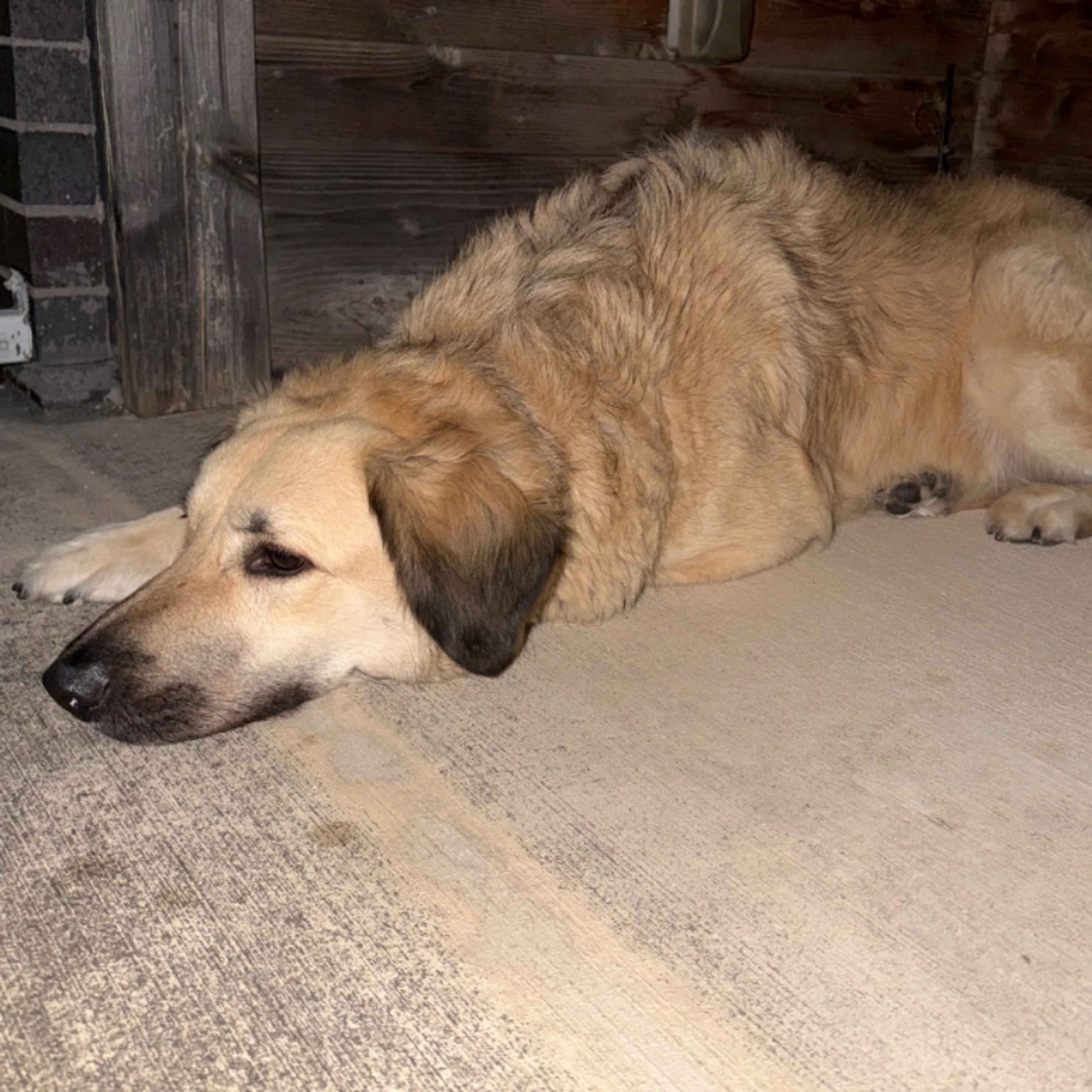 Found pet