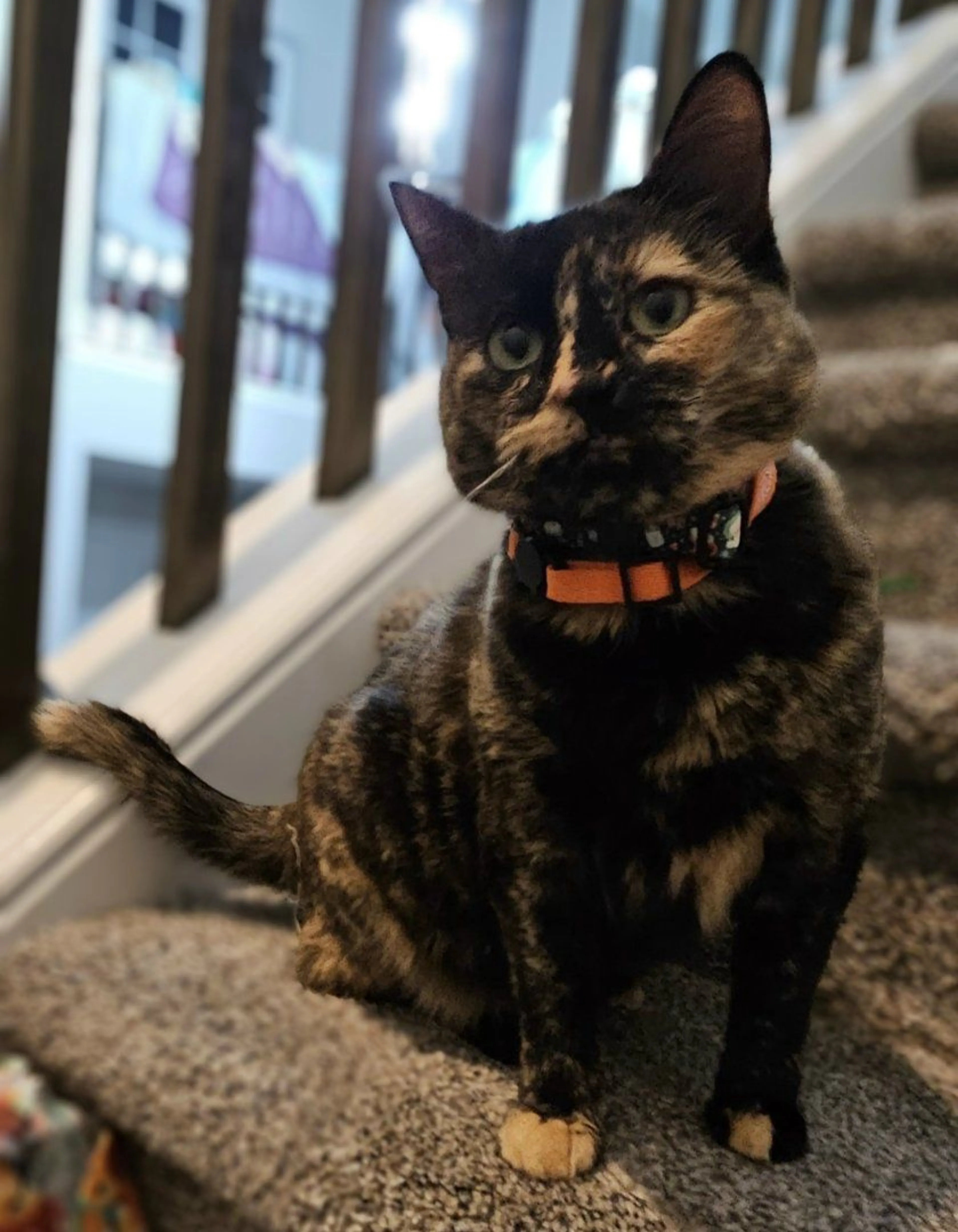 Lost pet