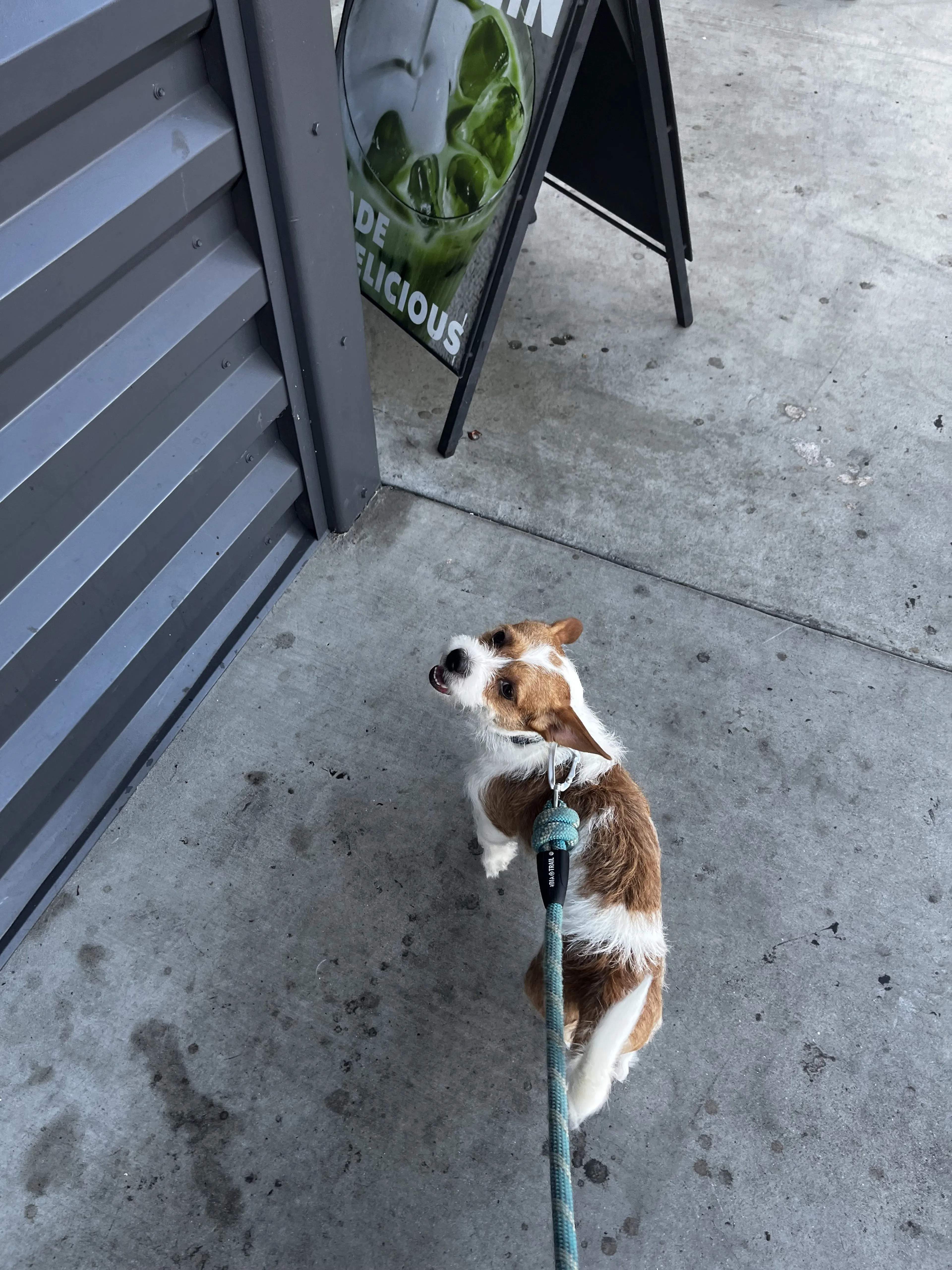 Lost pet-2