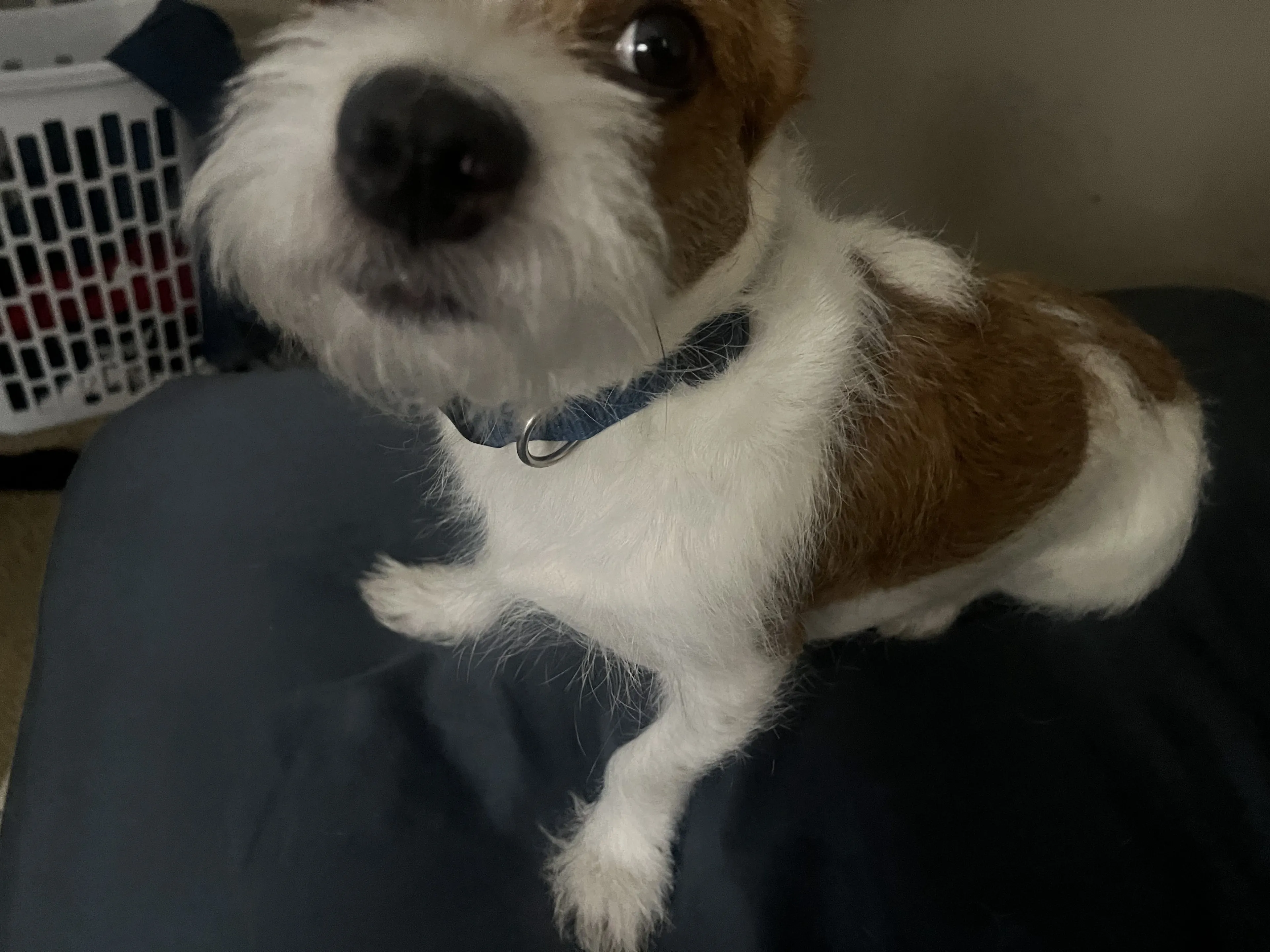 Lost pet-1