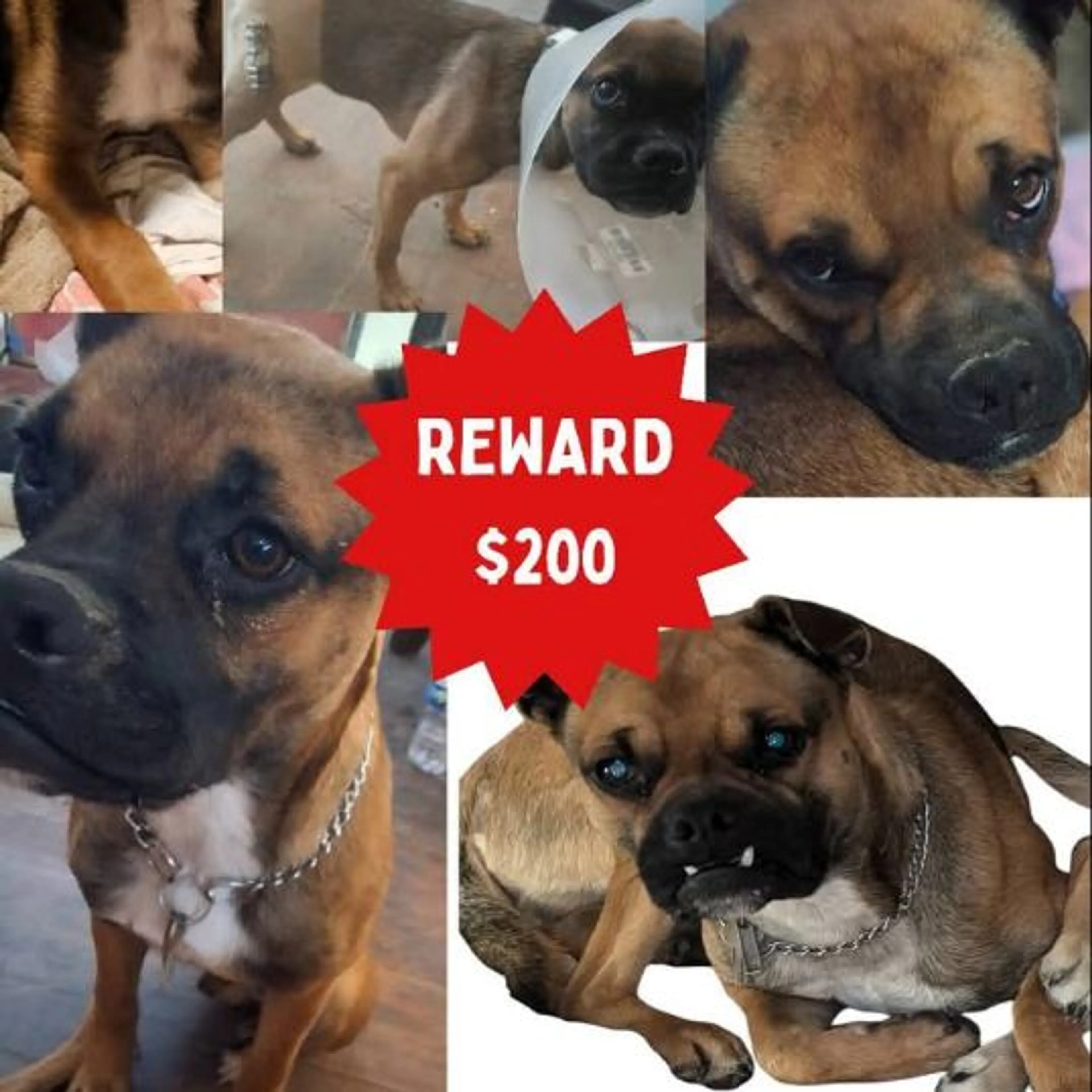 Lost pet