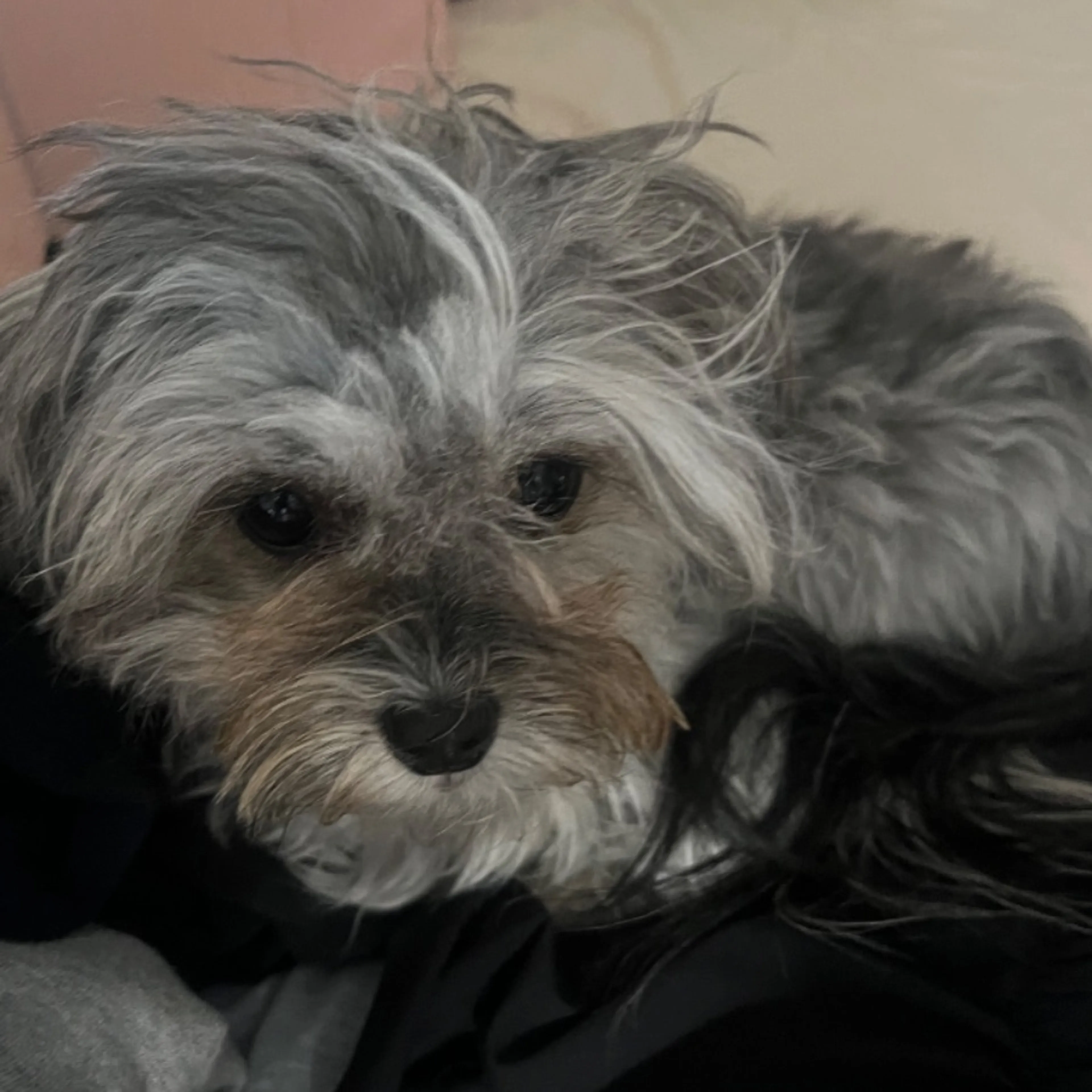 Lost pet