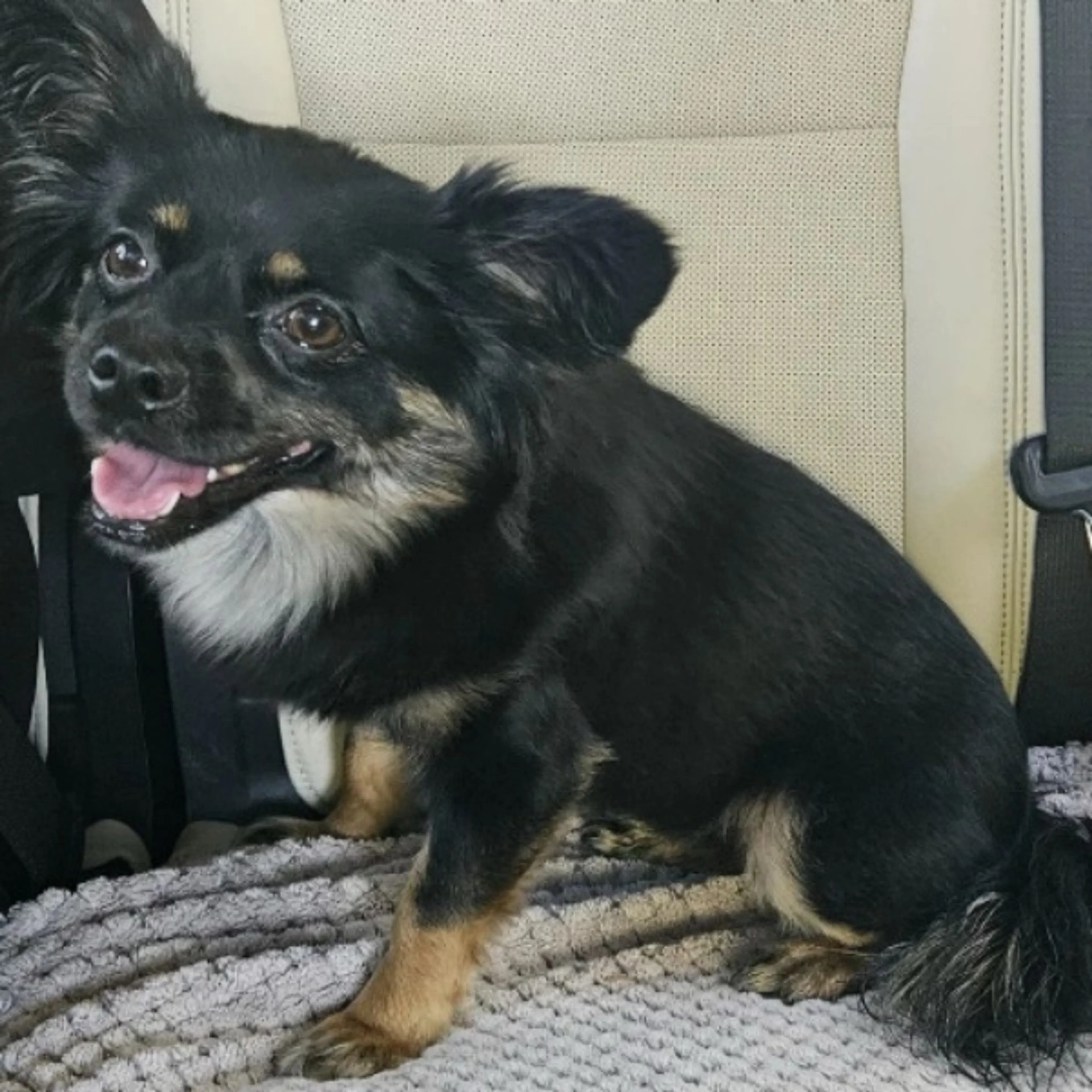 Found pet
