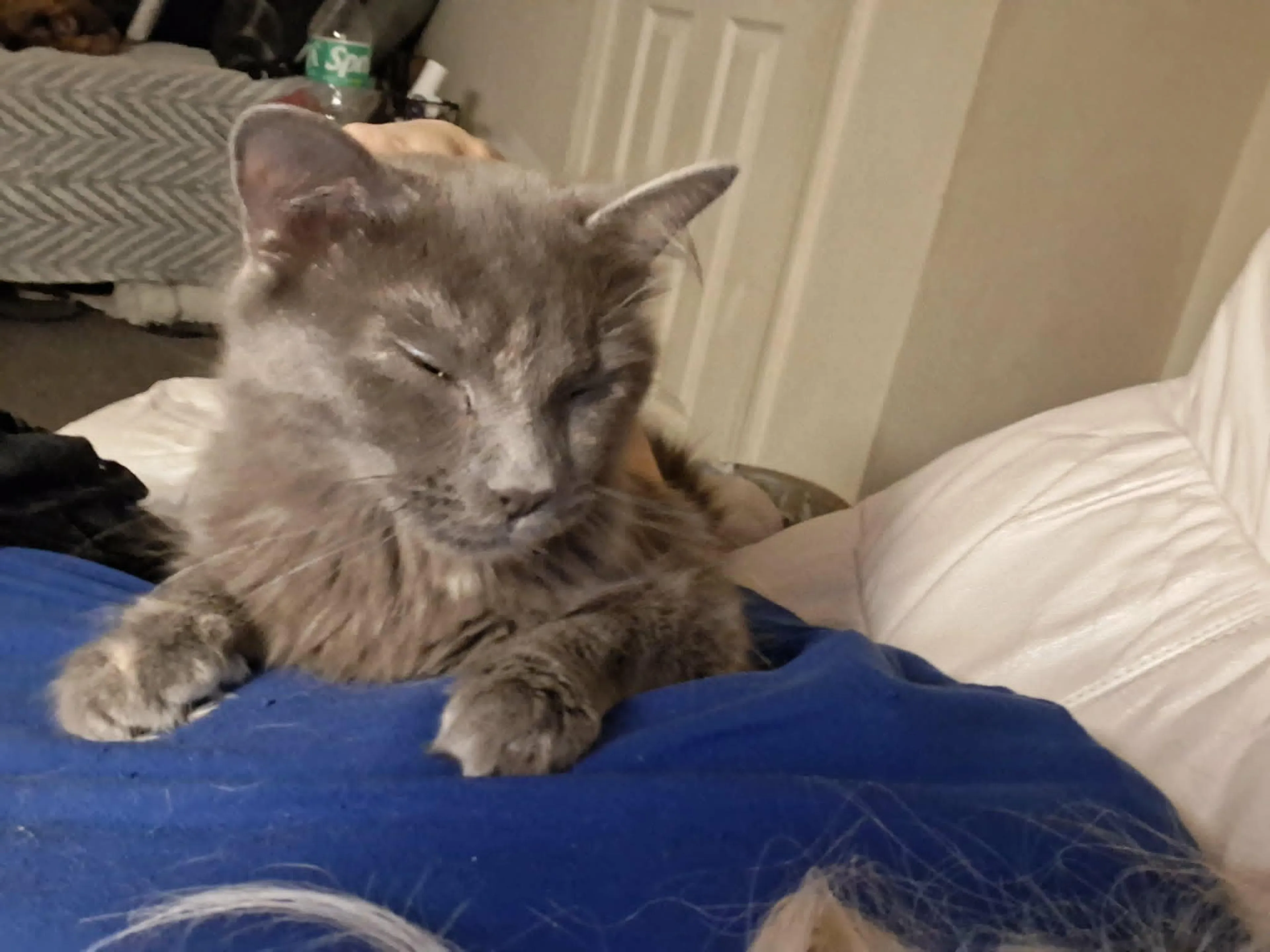 Found pet-1