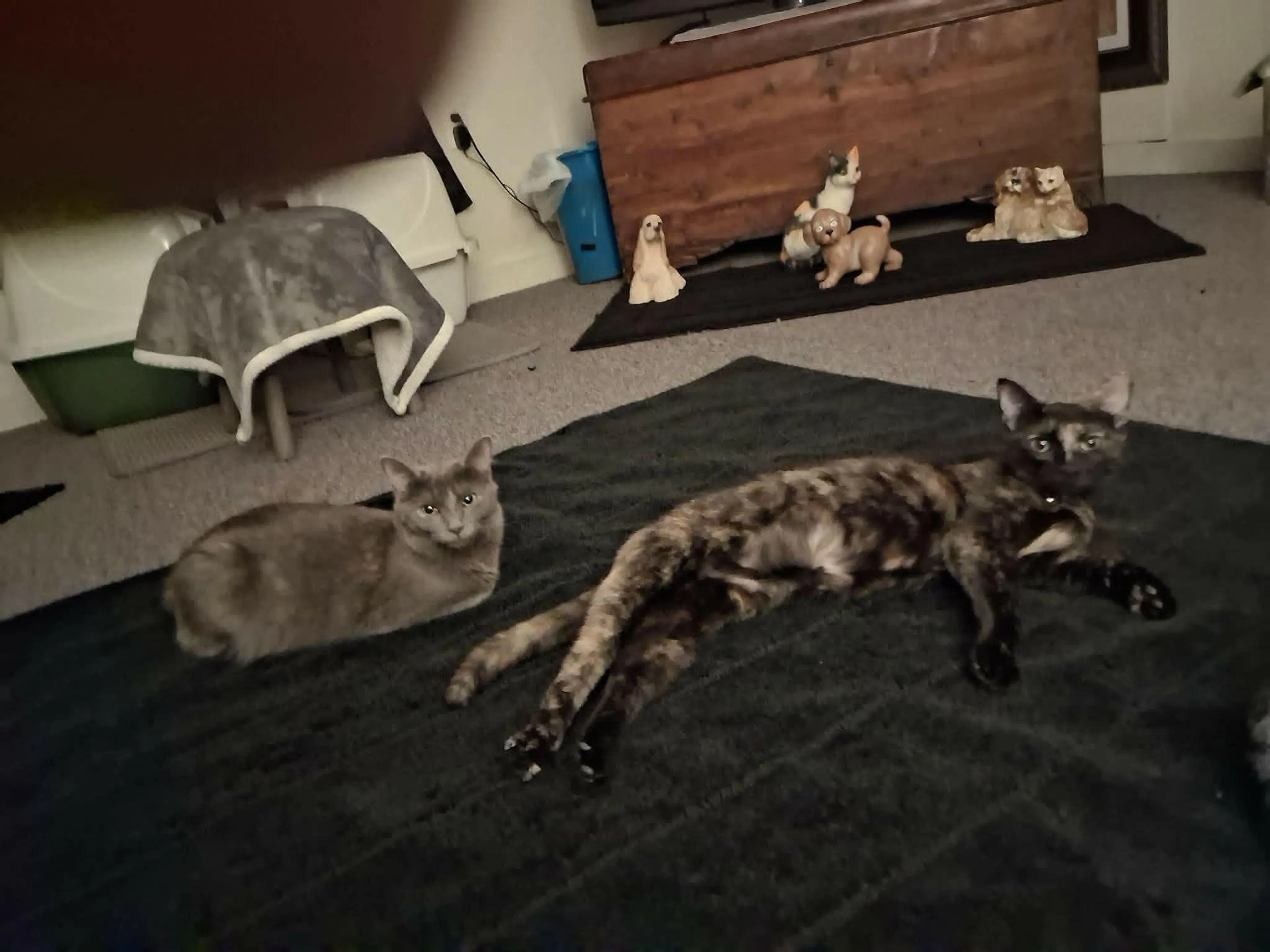 Found pet-0