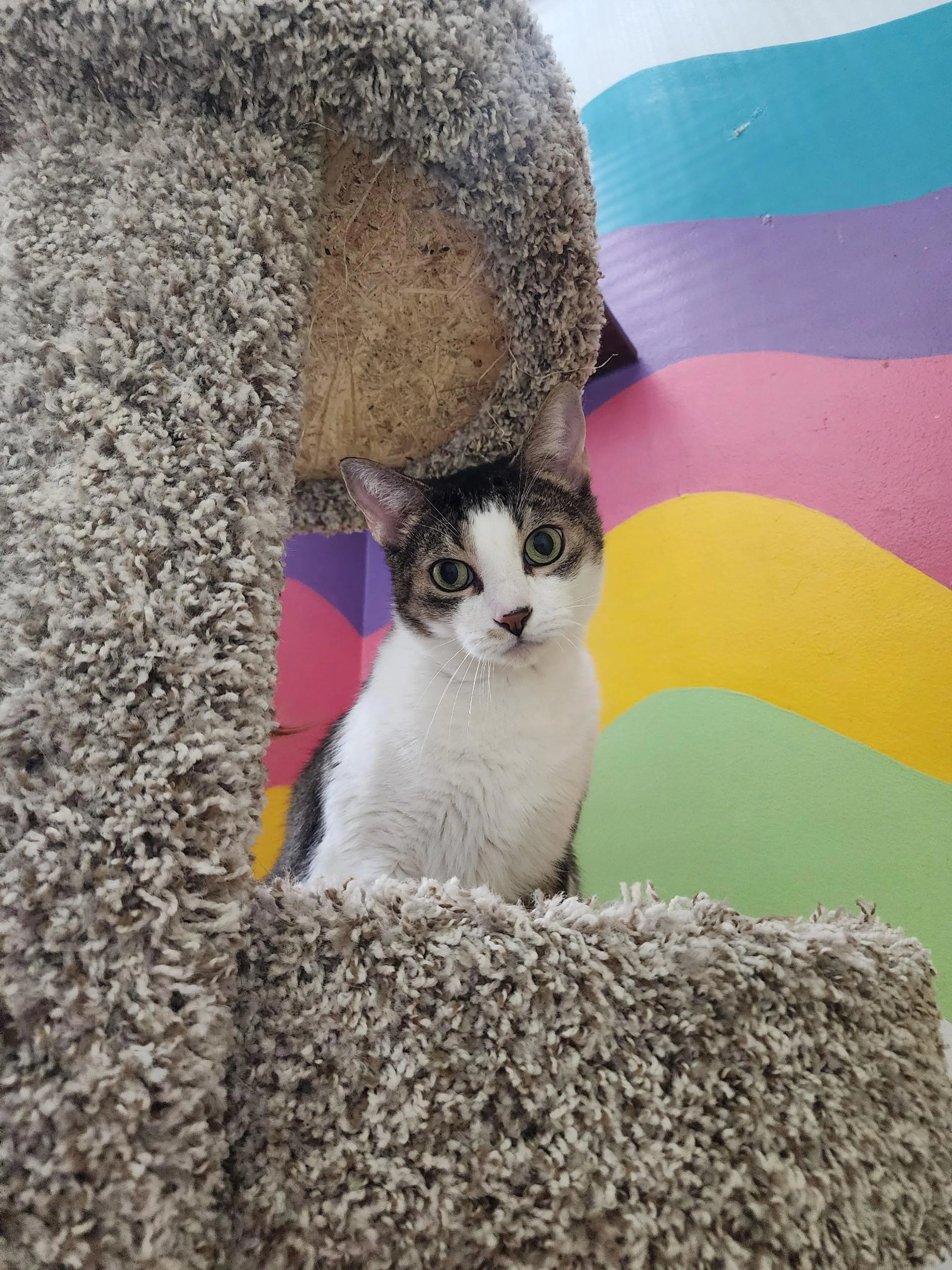 Found pet-1