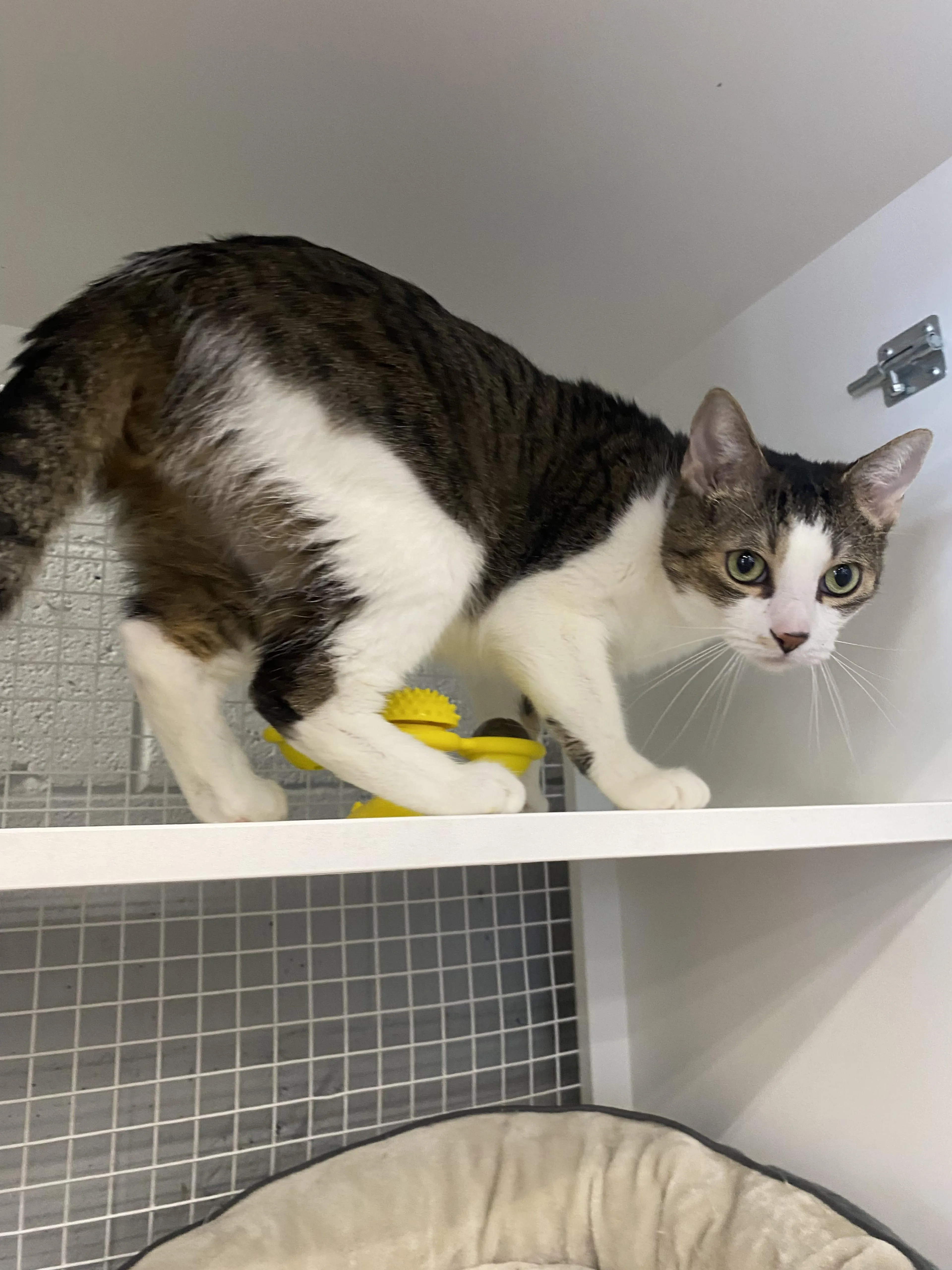 Found pet-3
