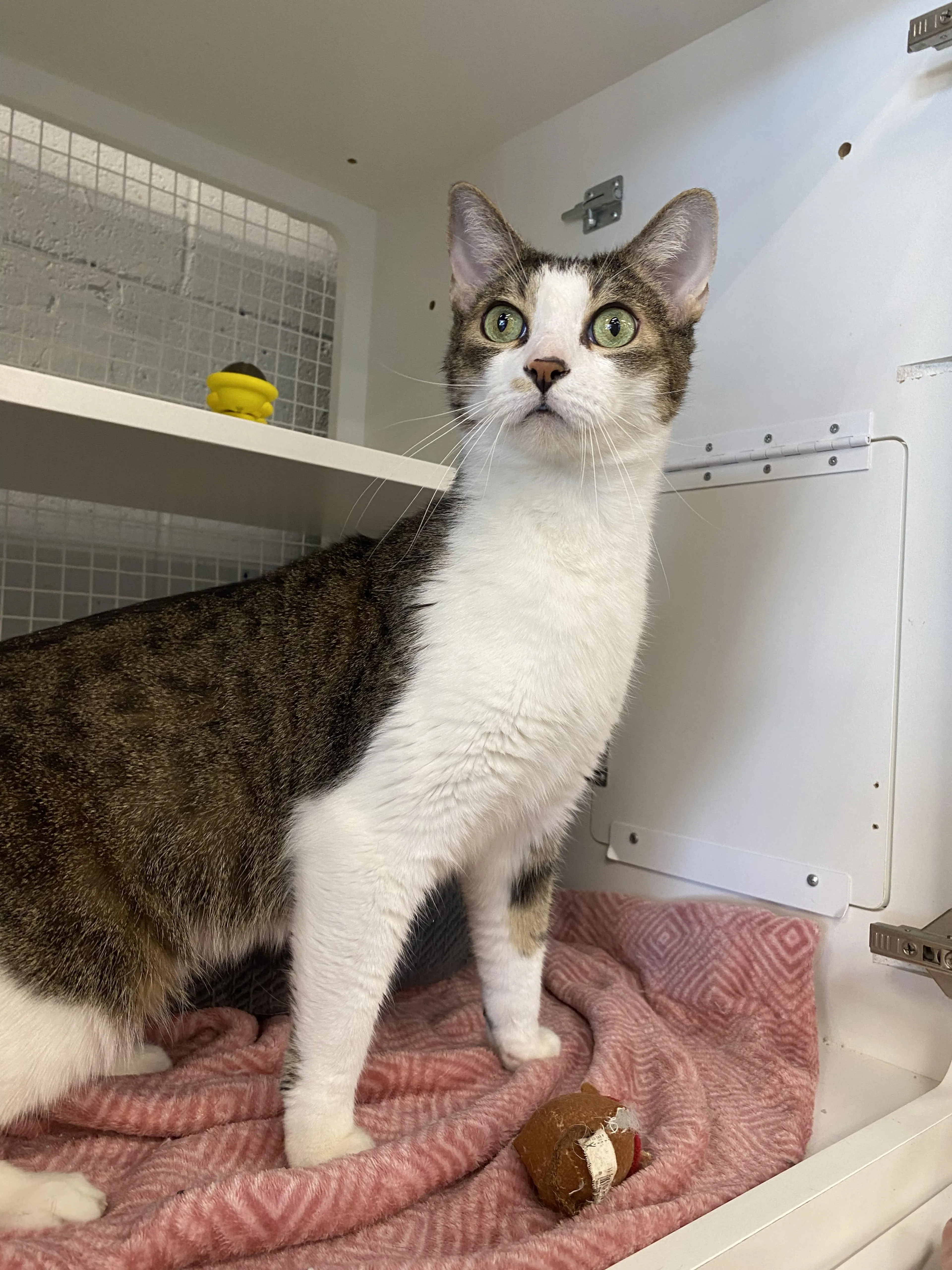 Found pet-2