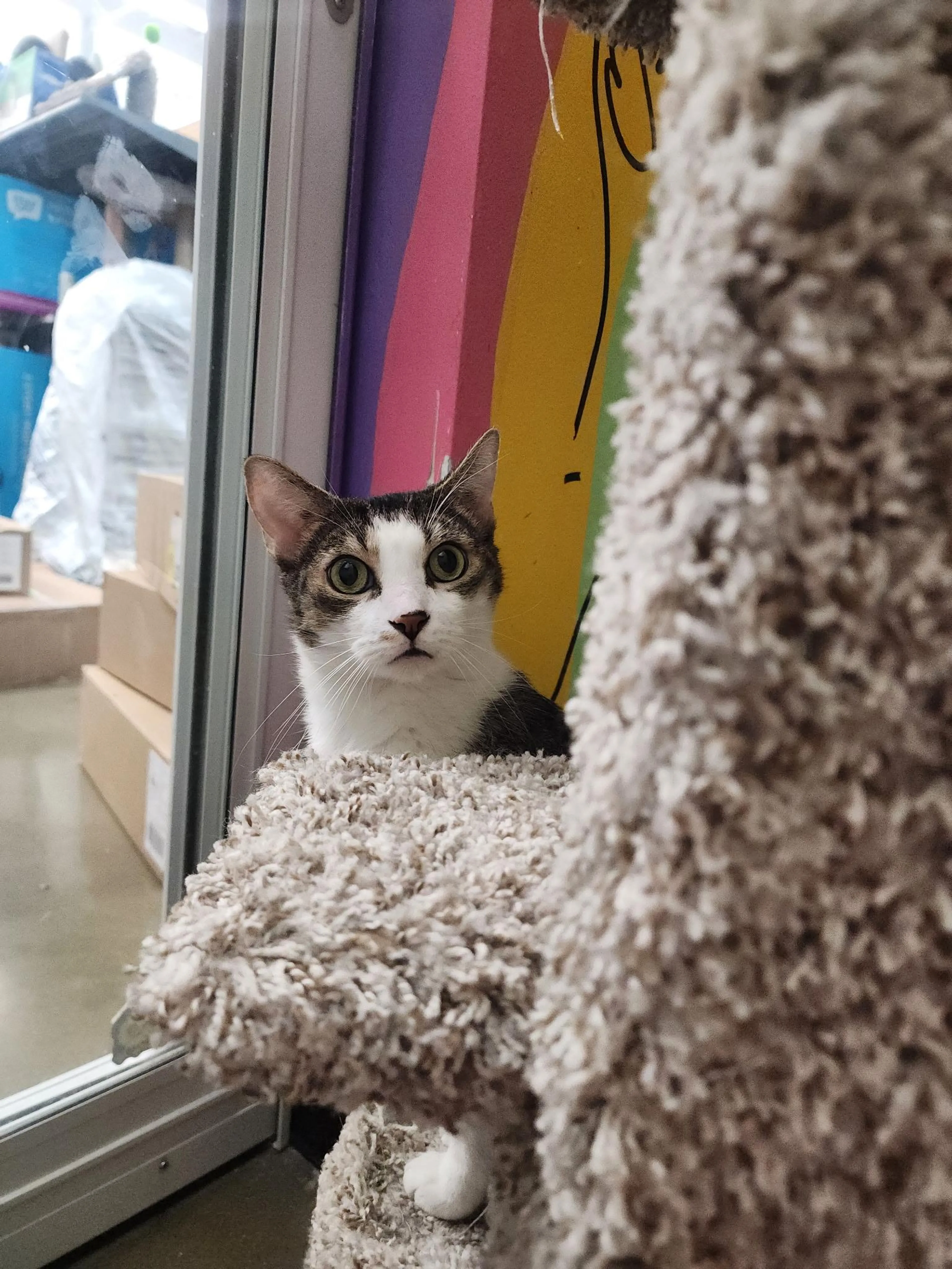 Found pet-0