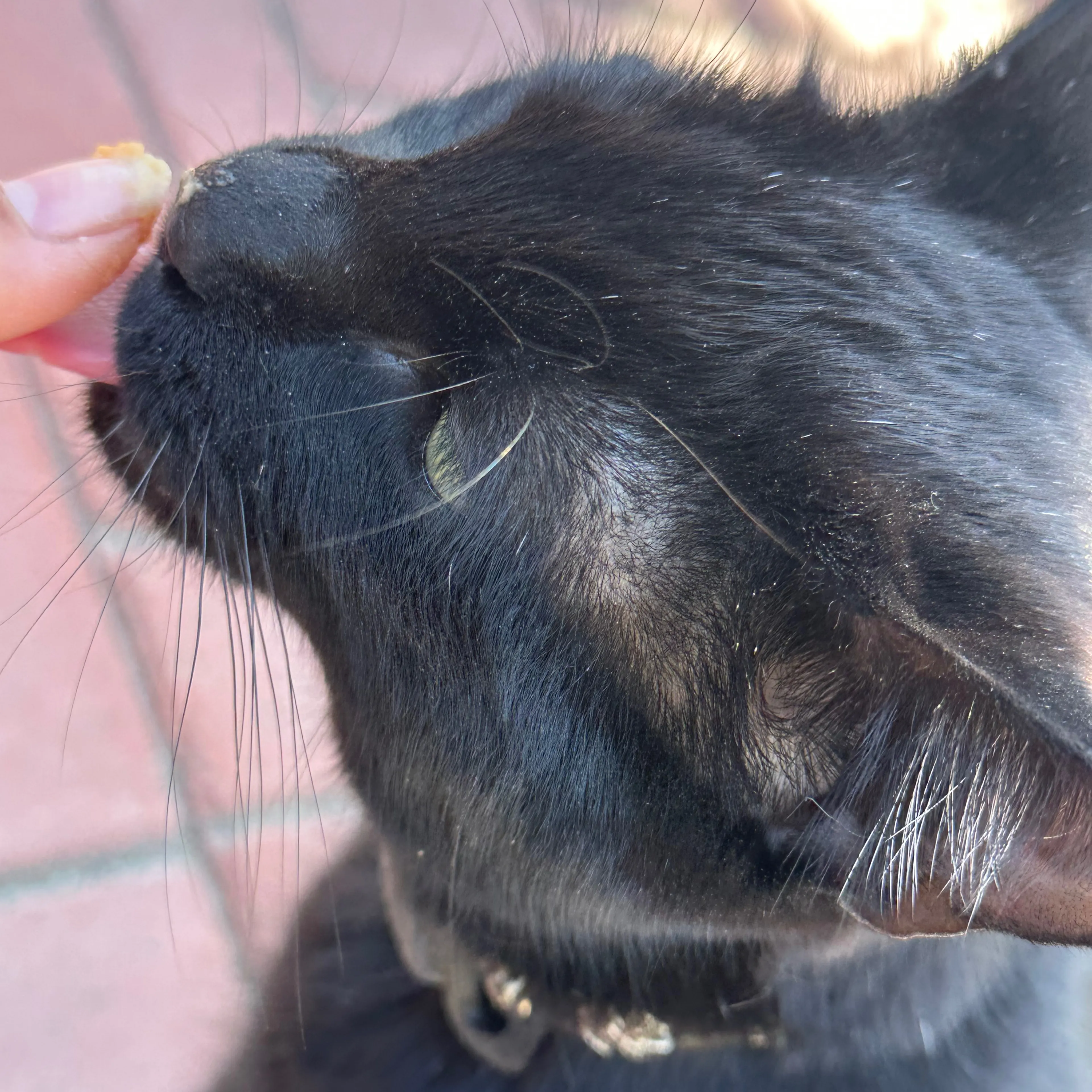 Lost pet-3