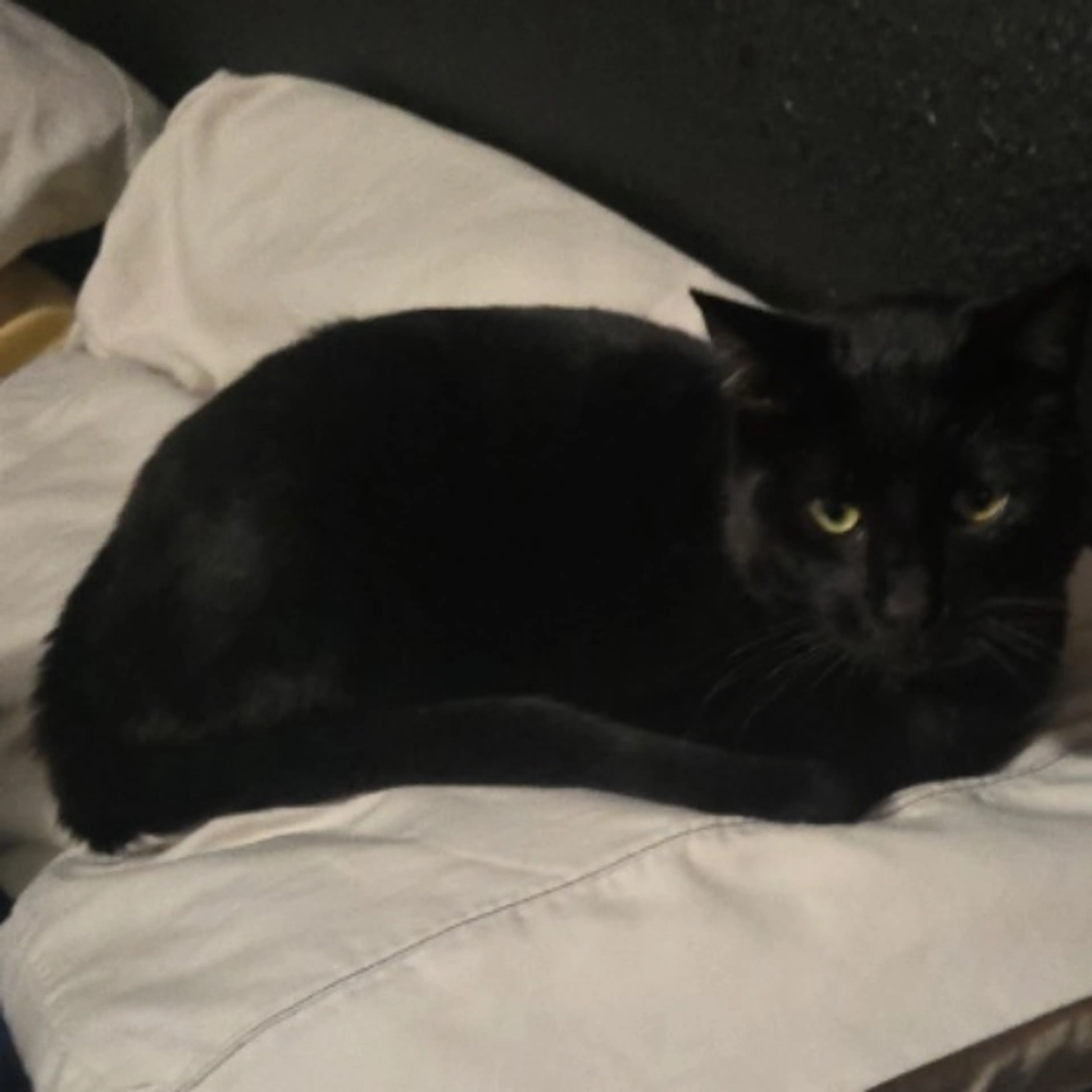 Lost pet-0