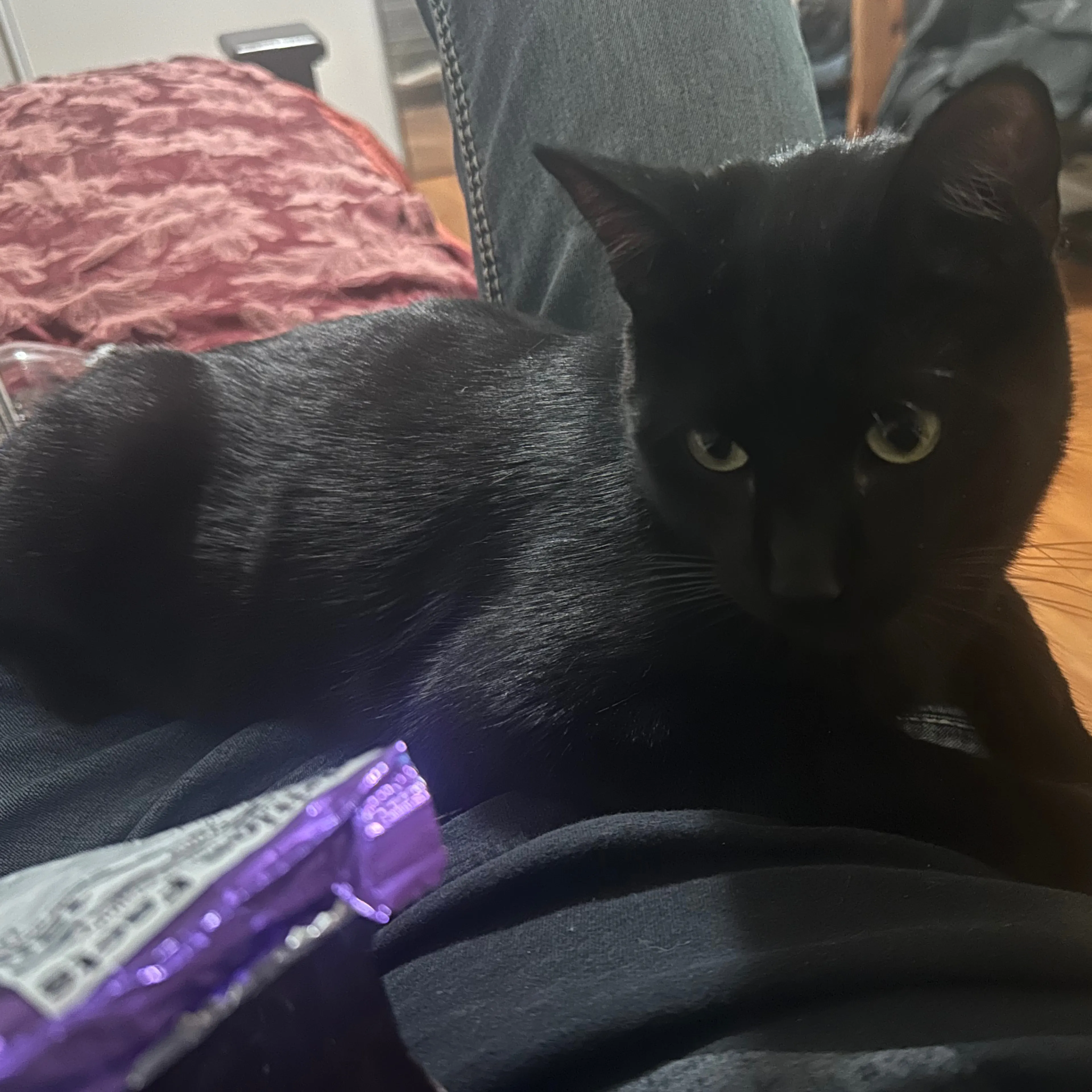 Lost pet-1