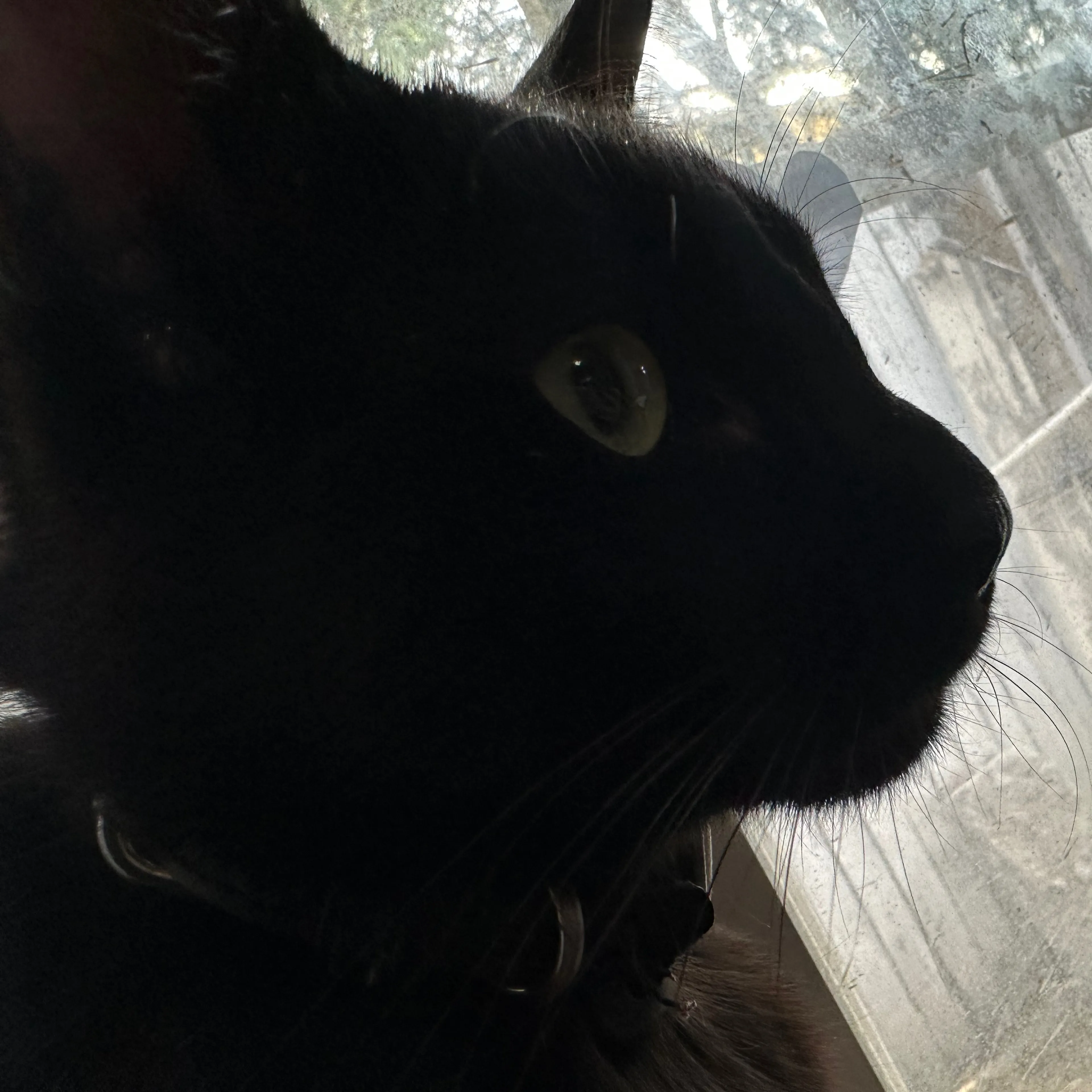 Lost pet-2