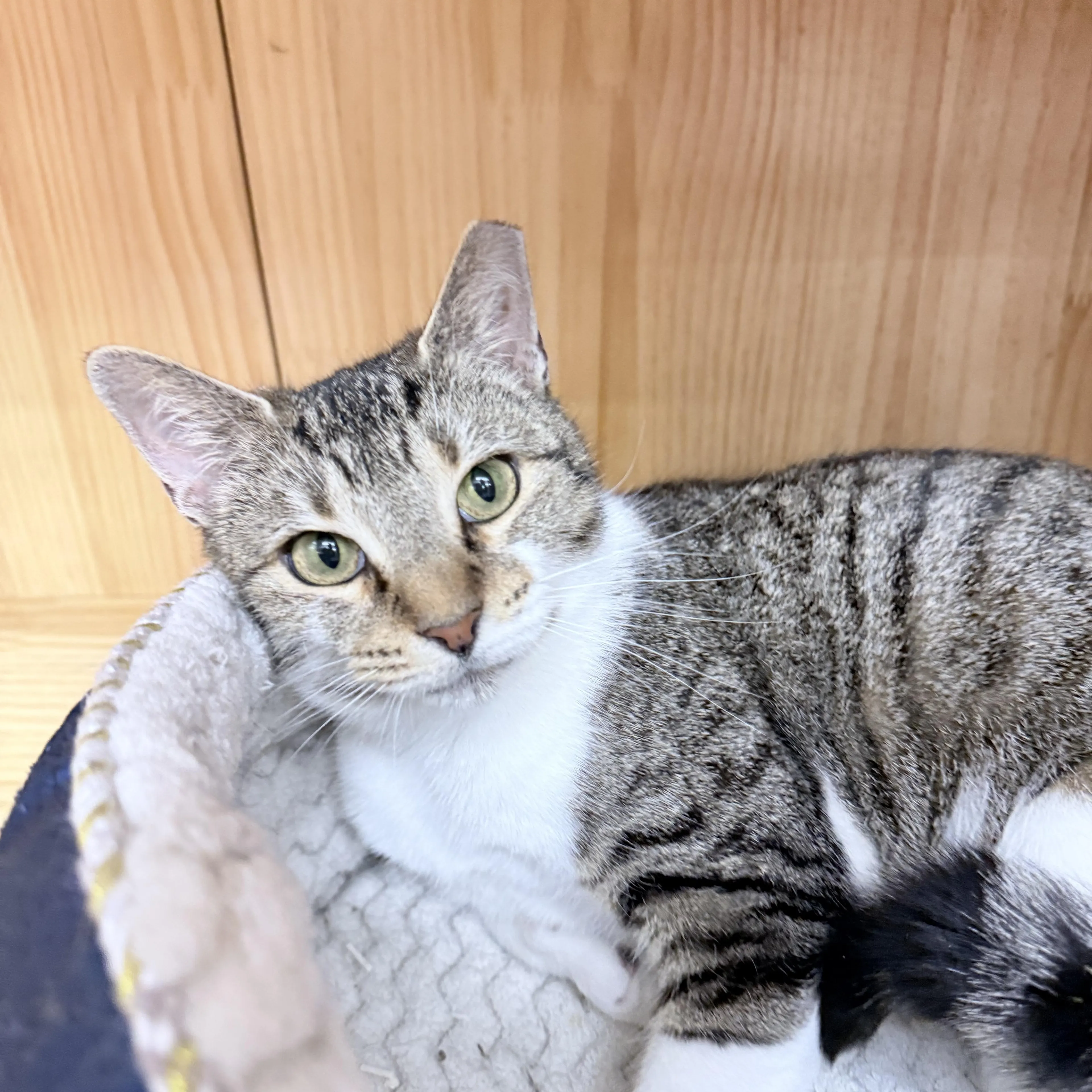 Found pet-3