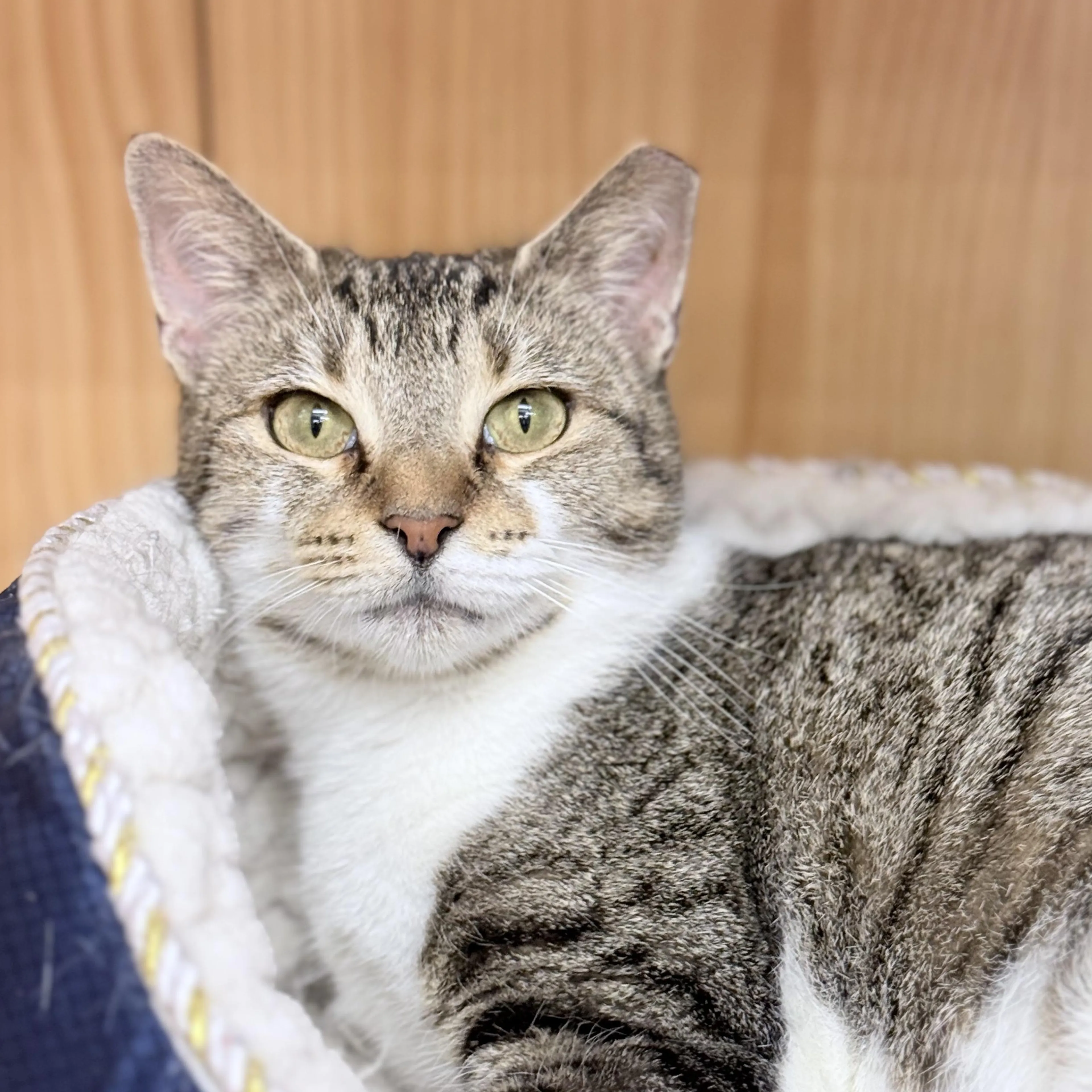 Found pet-4