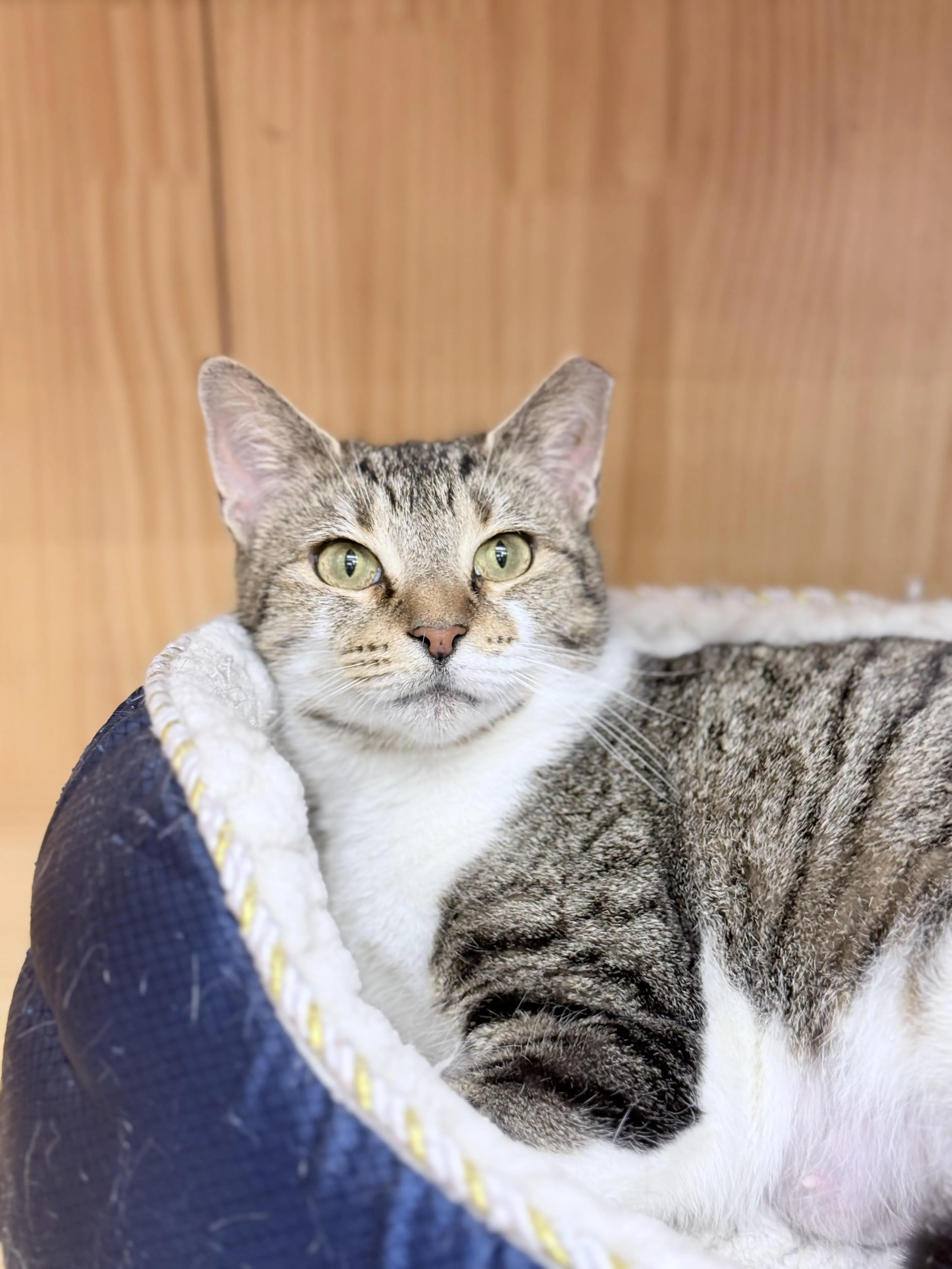 Found pet-5
