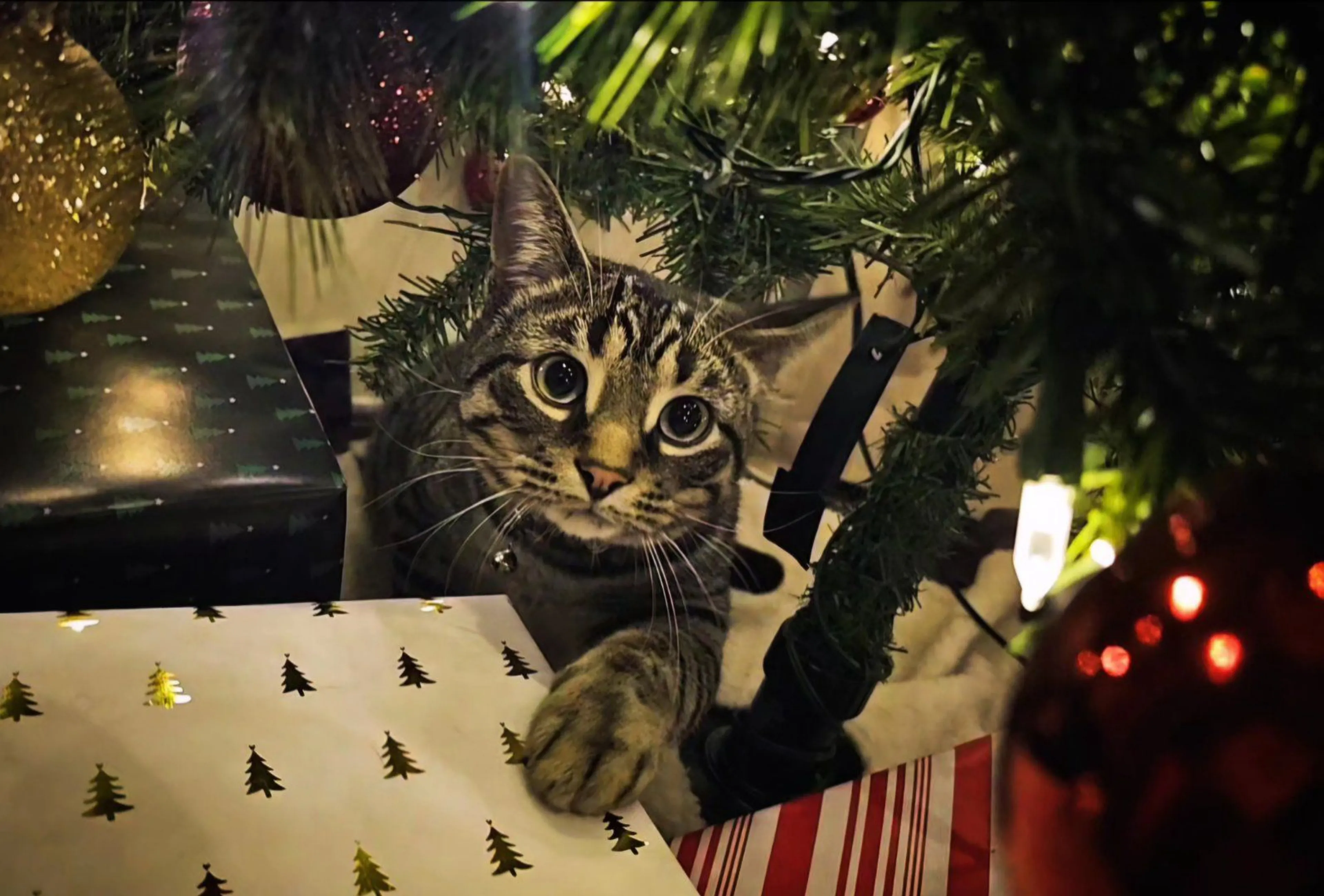 Lost pet-4