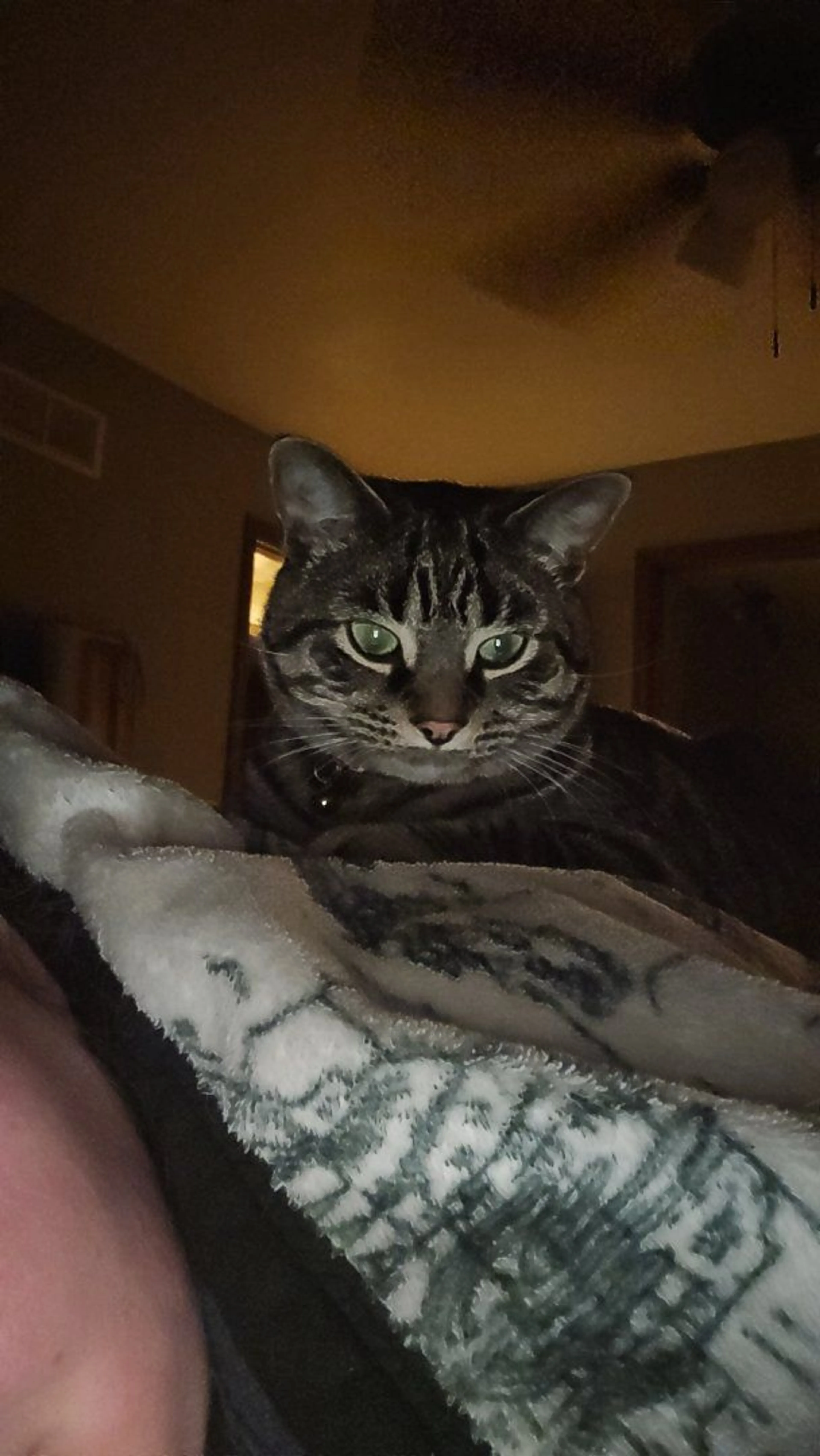 Lost pet-1