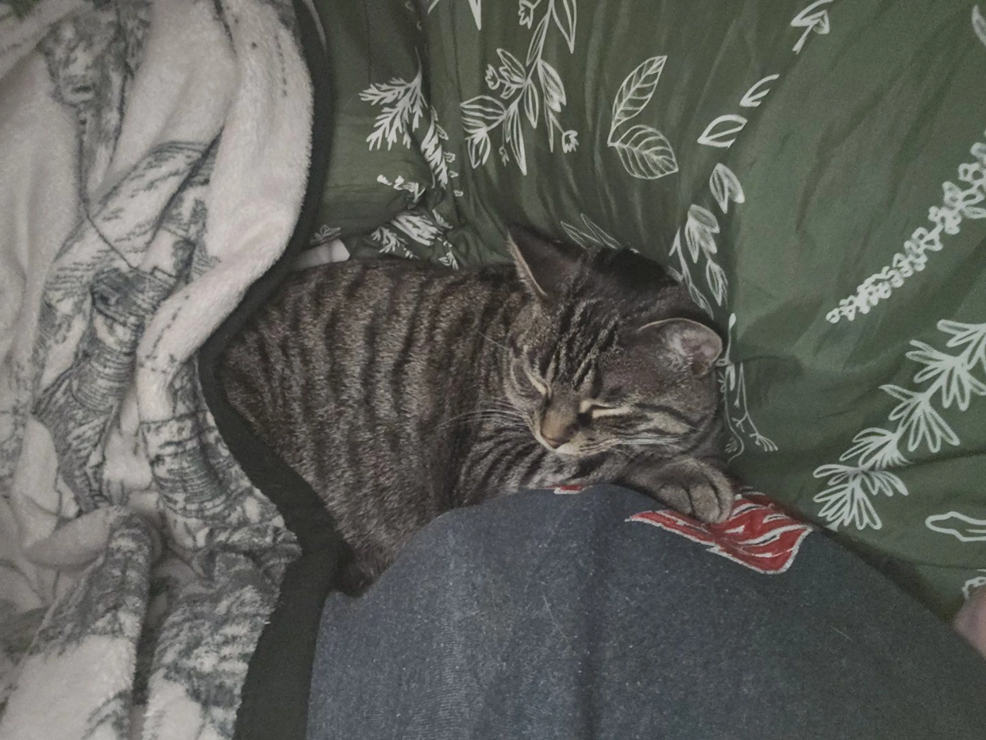 Lost pet-2