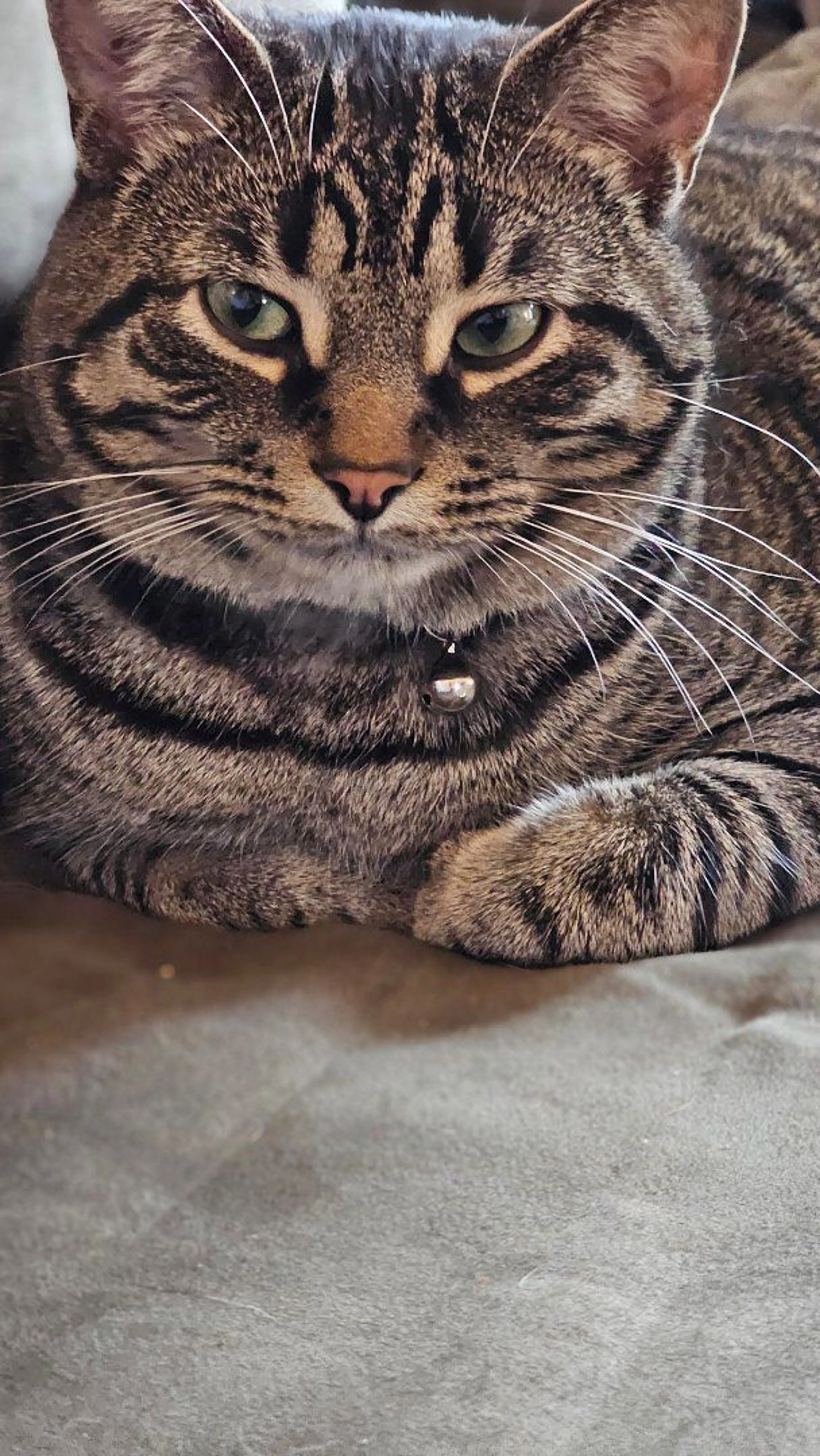 Lost pet-0