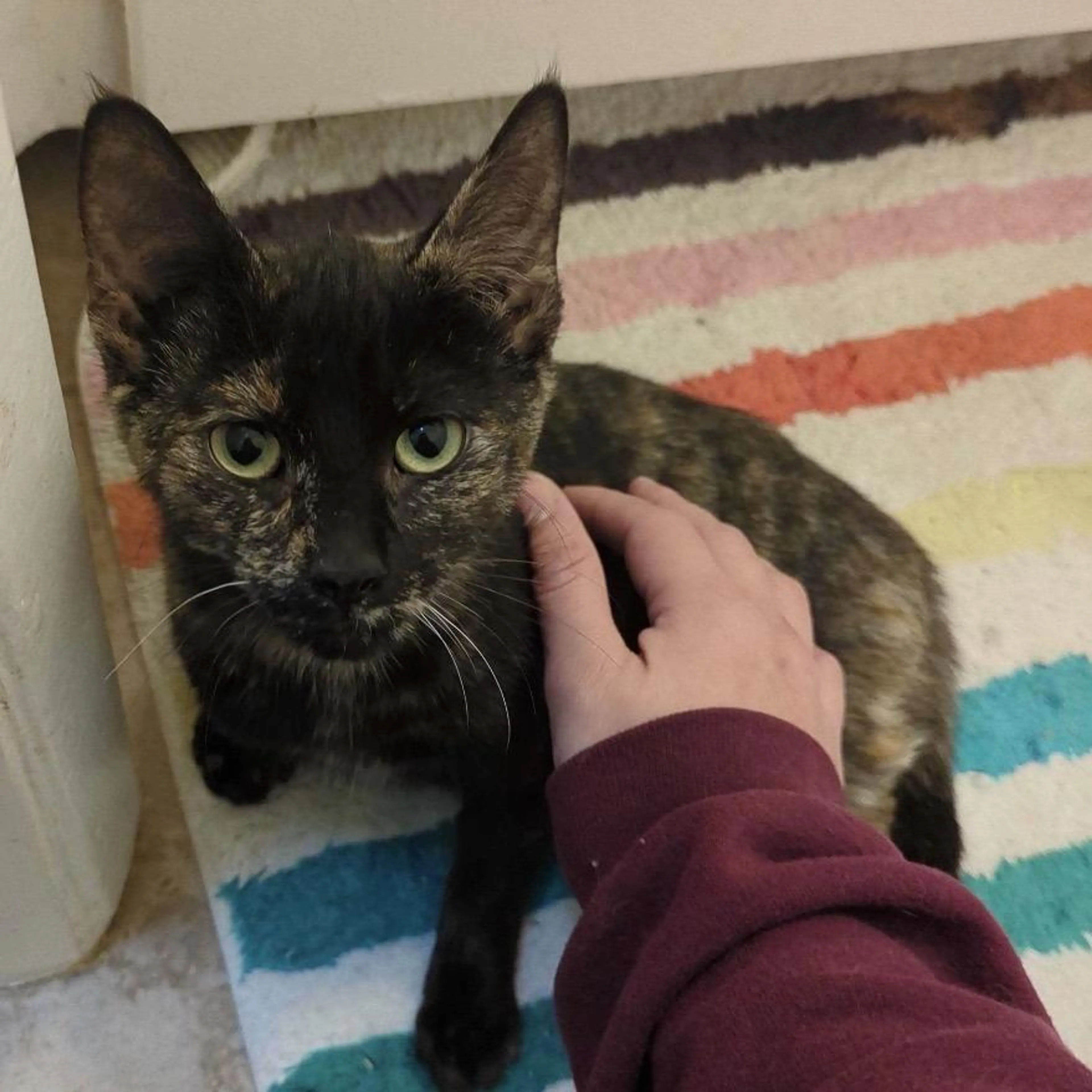 Found pet-1