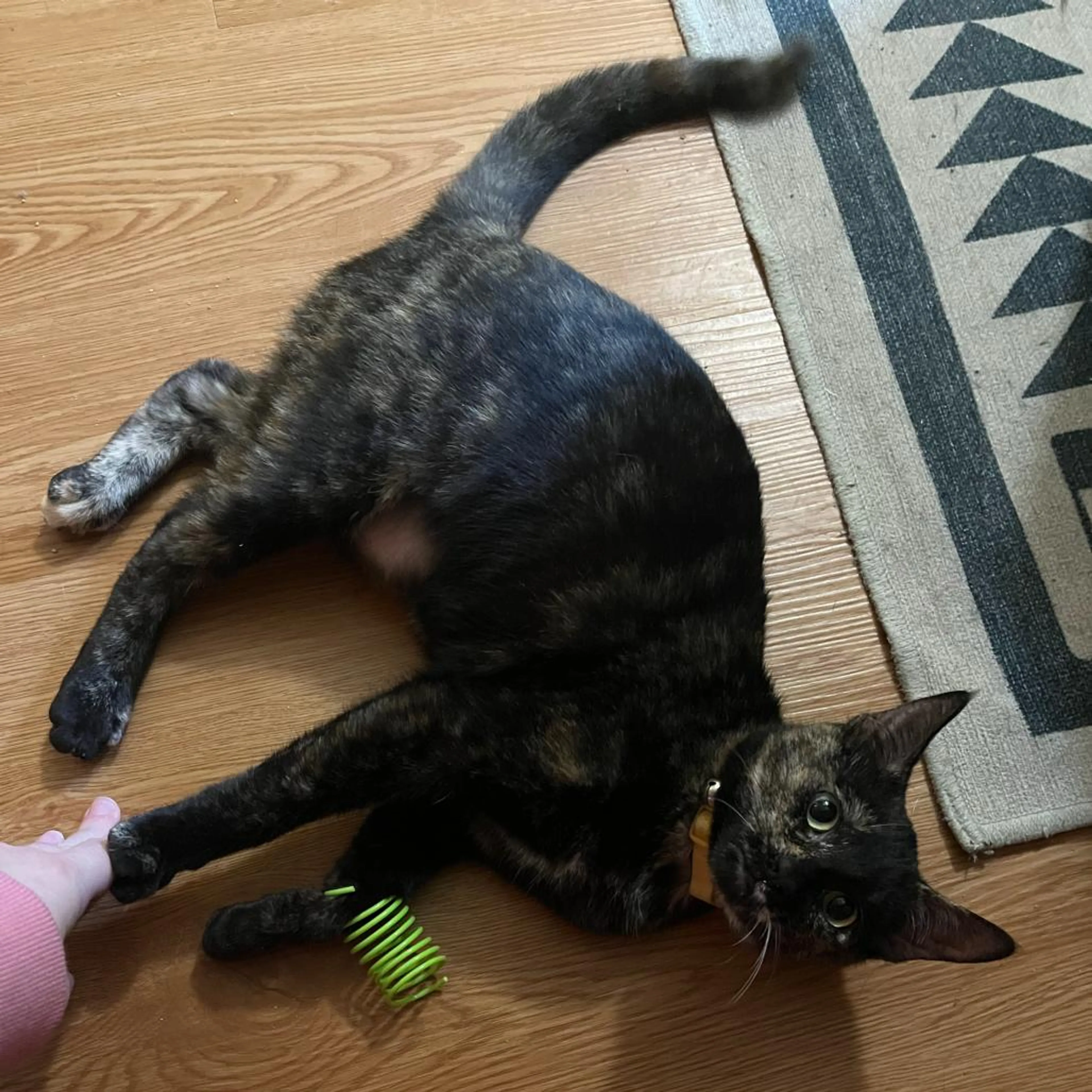 Found pet-3