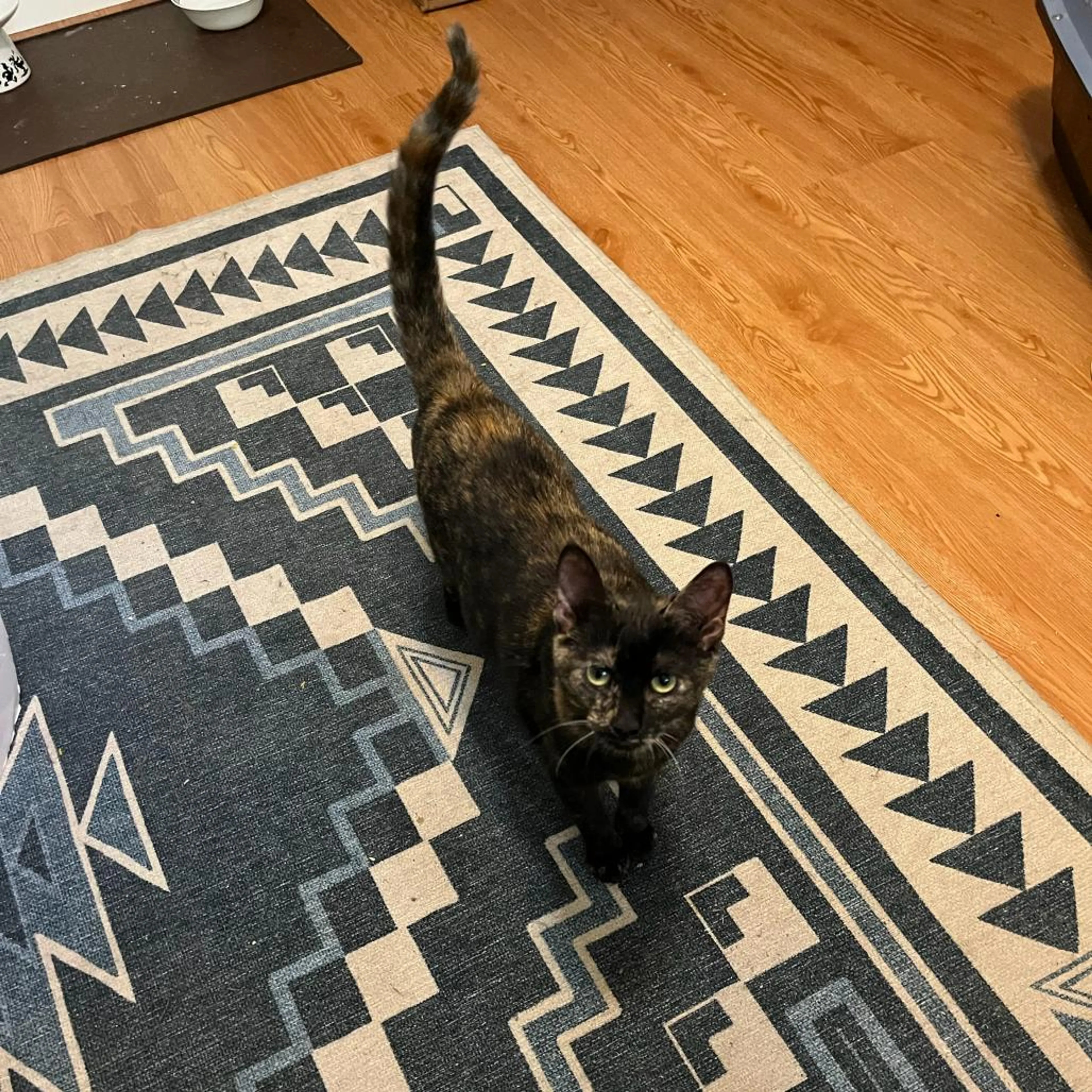 Found pet-2