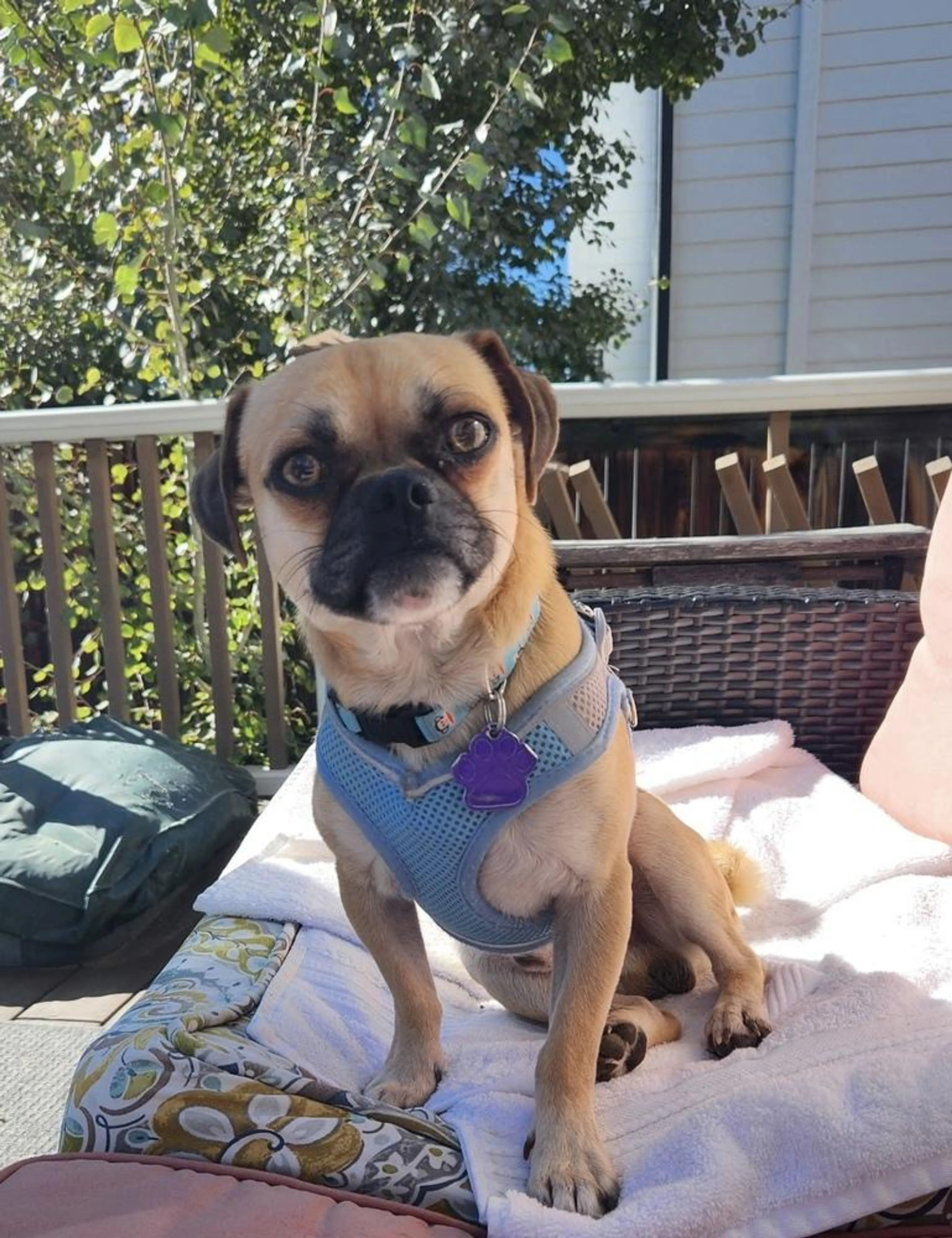 Found pet-4