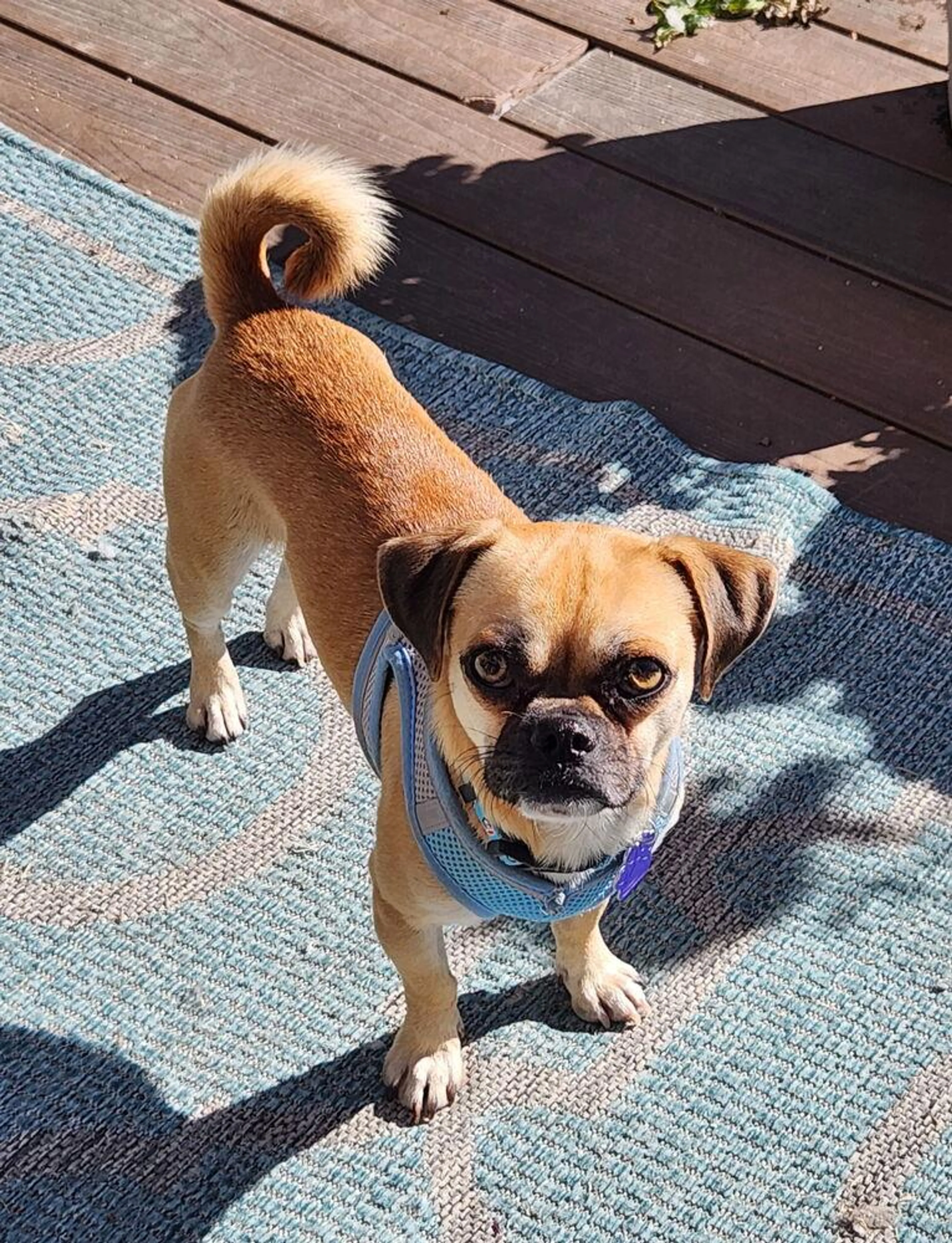 Found pet-2