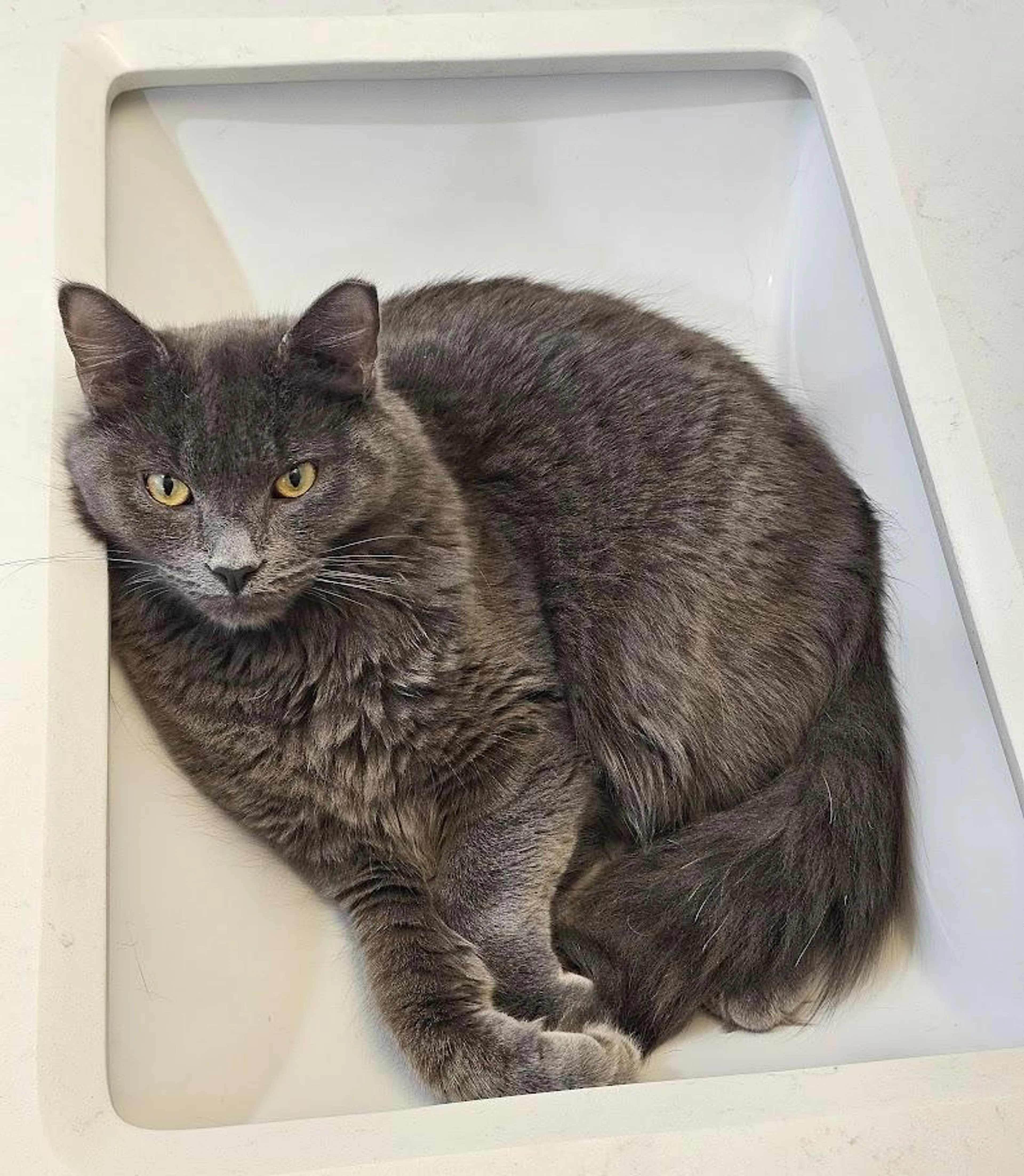 Found pet-2