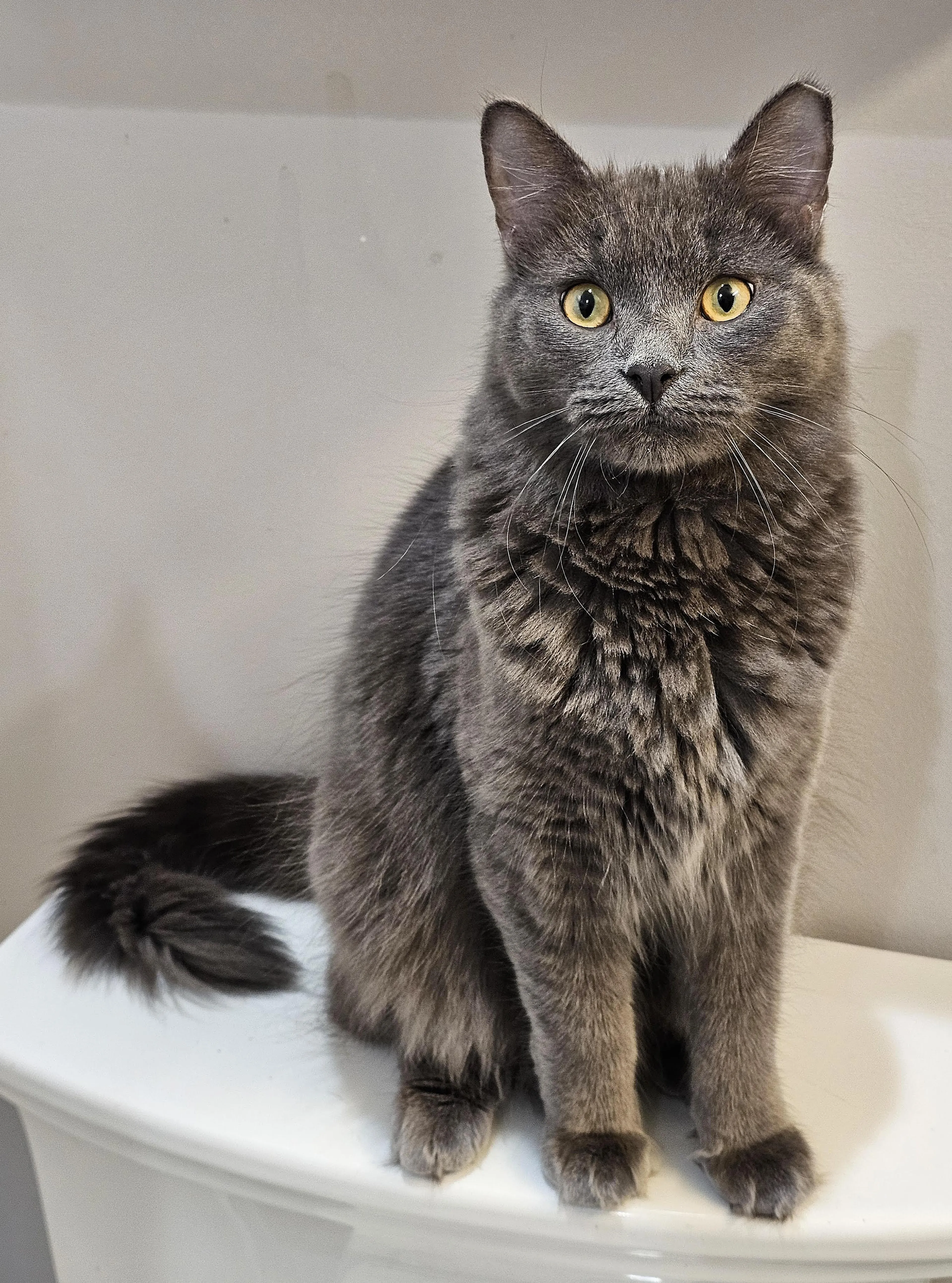 Found pet-5