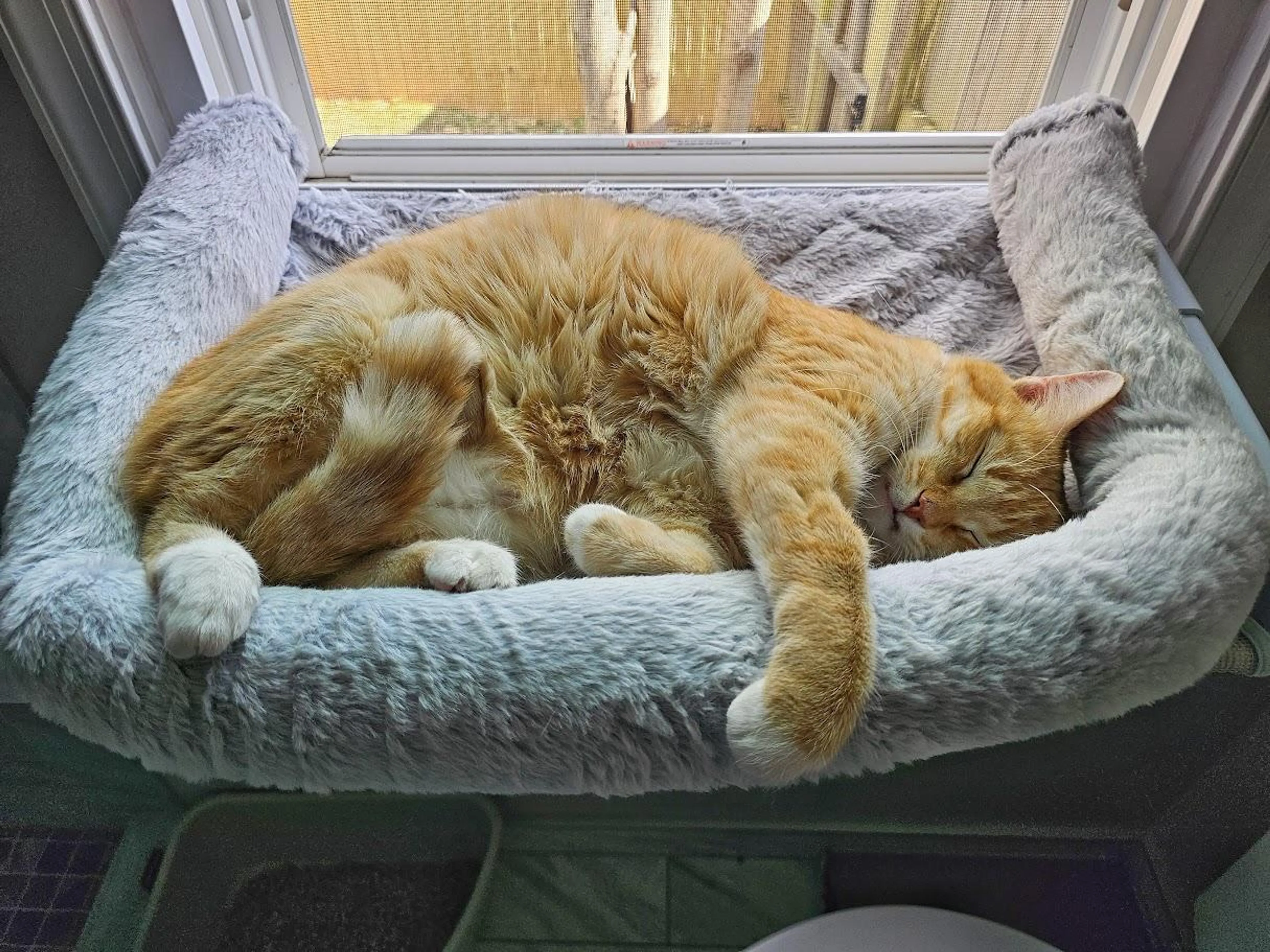 Found pet-1