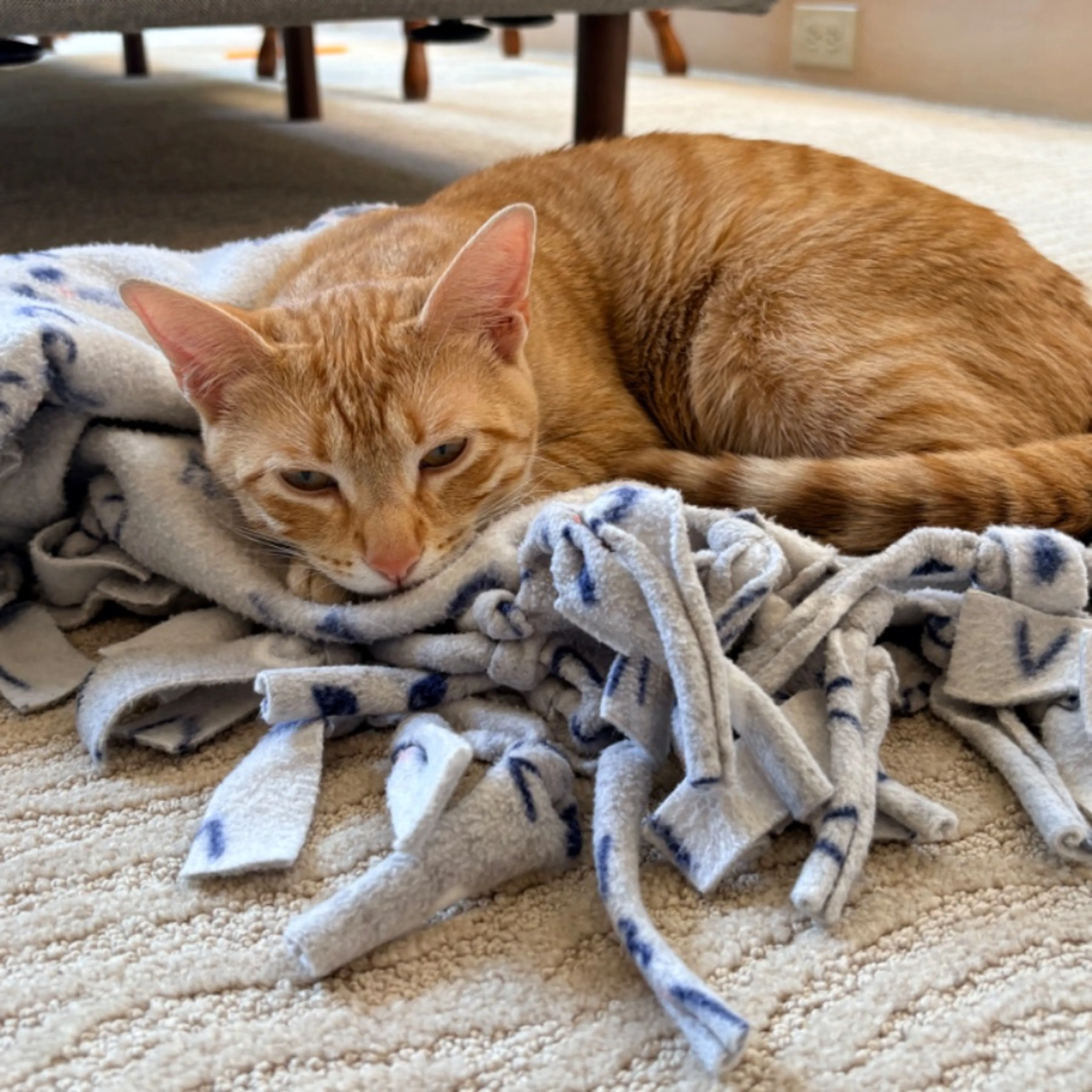 Found pet