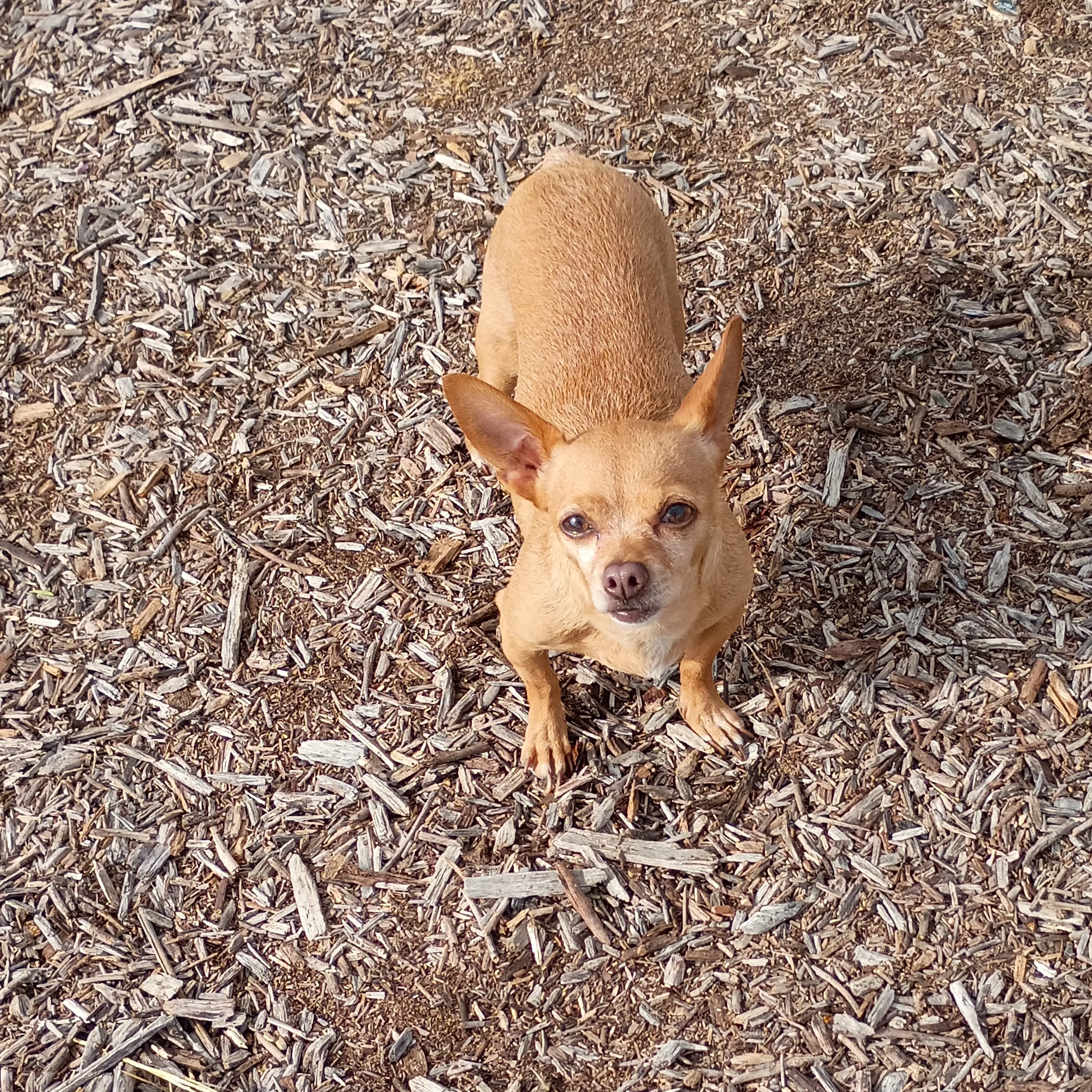Lost pet-1