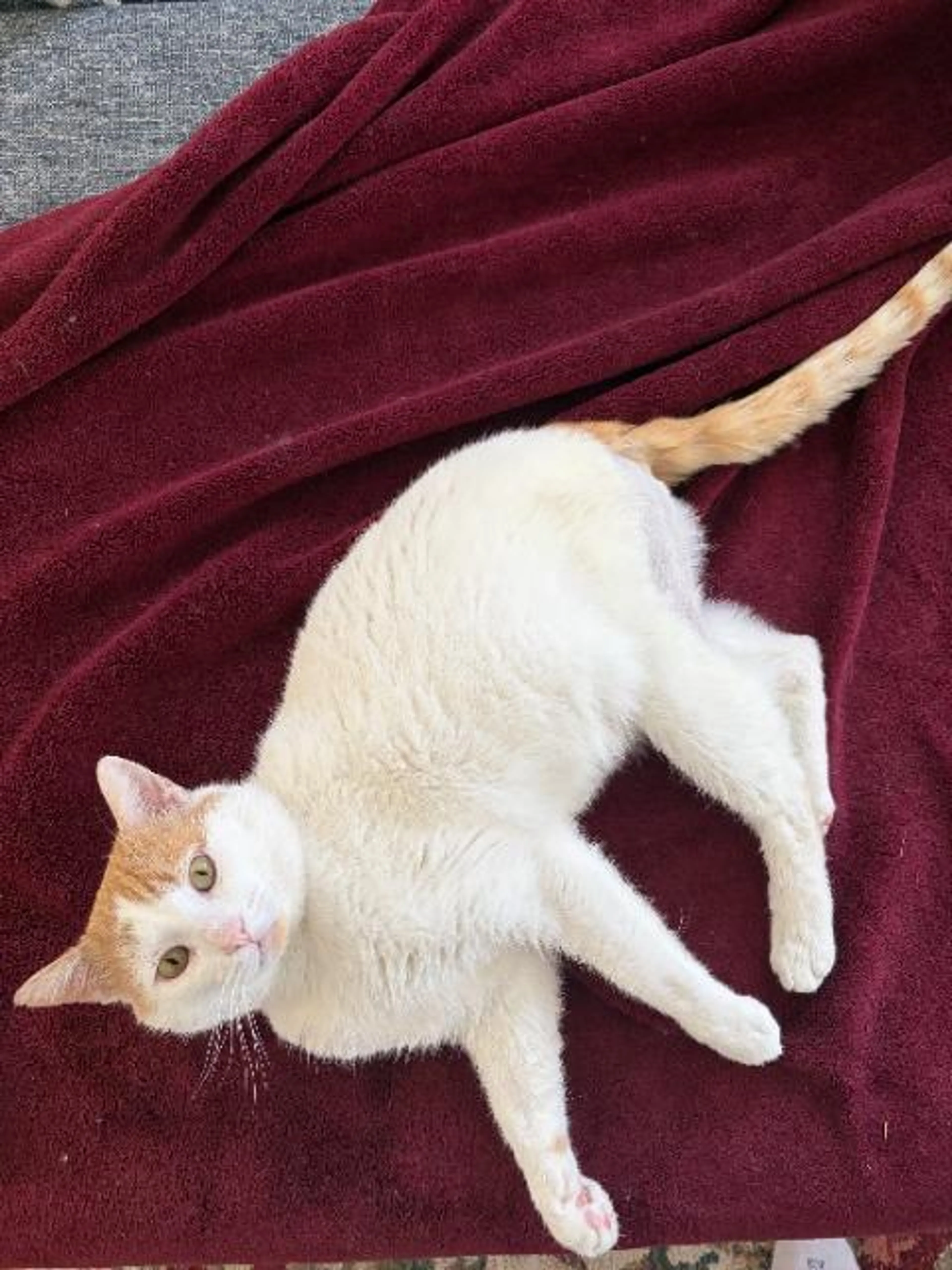 Found pet-1