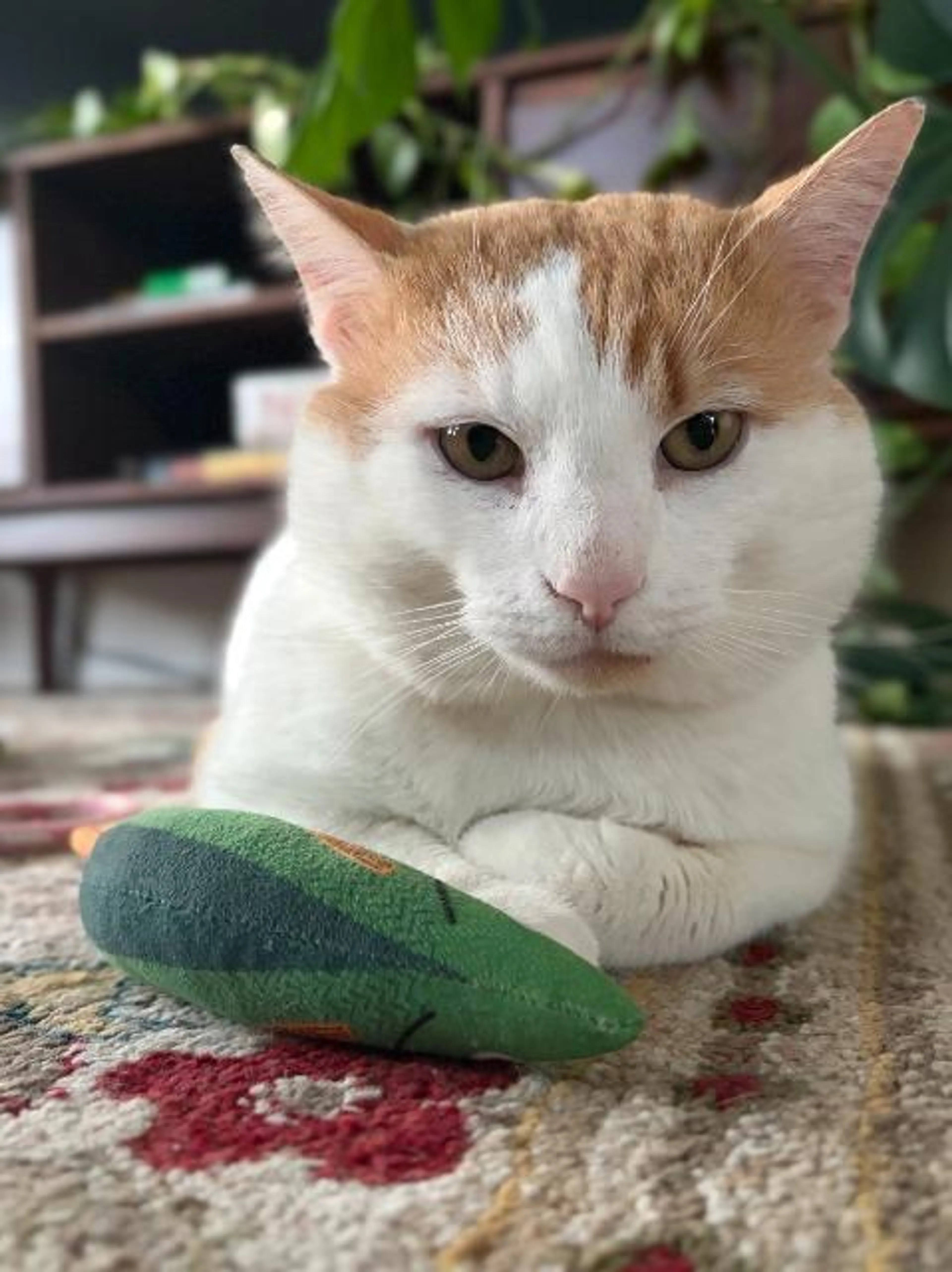 Found pet-4