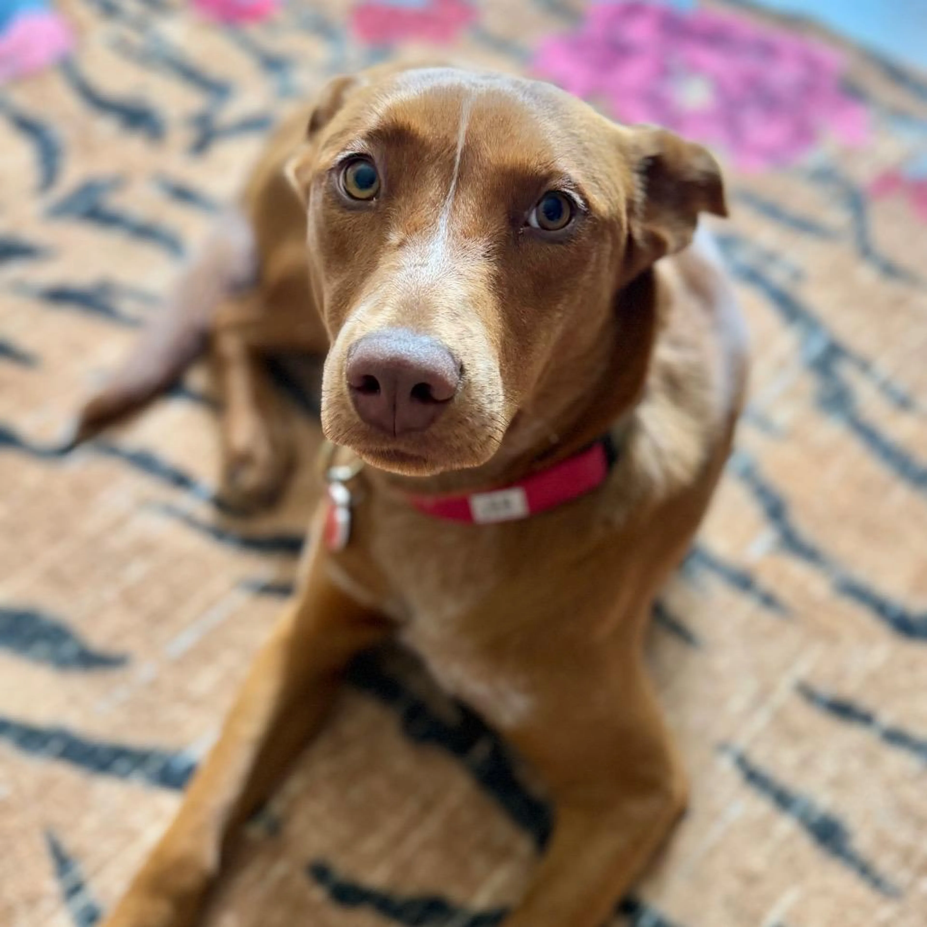 Found pet-4