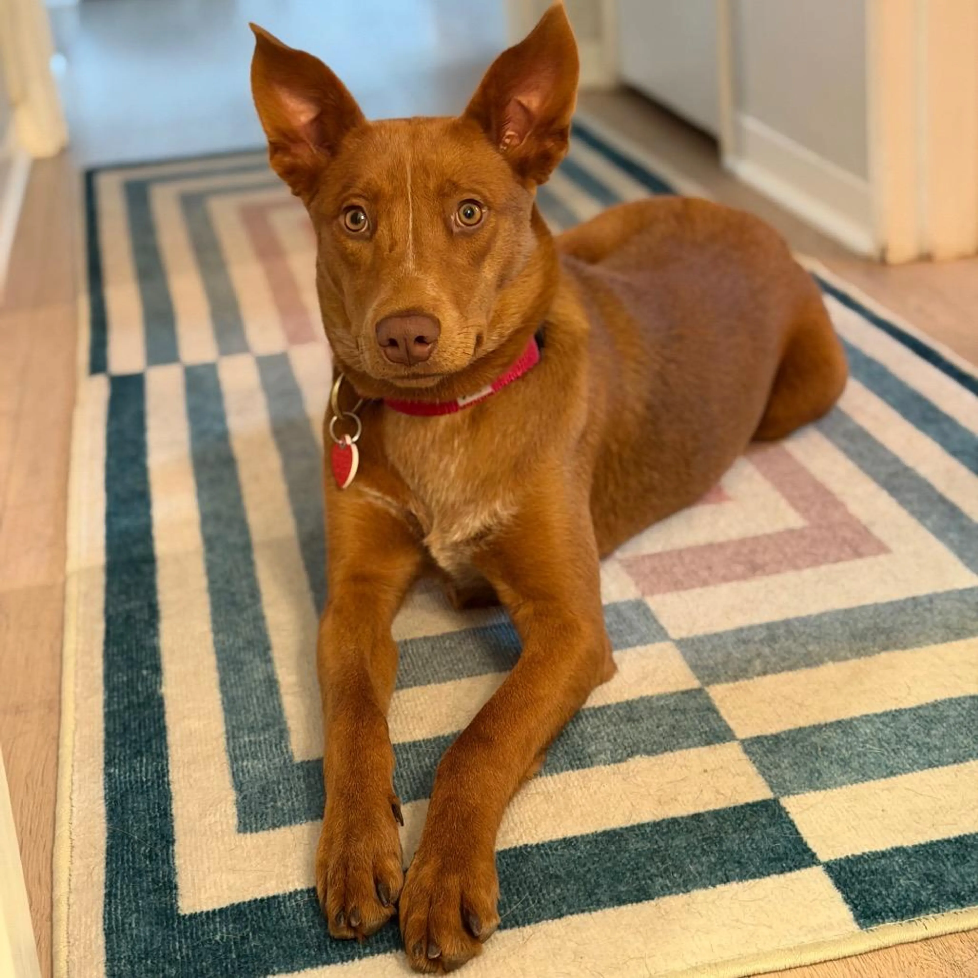 Found pet-1