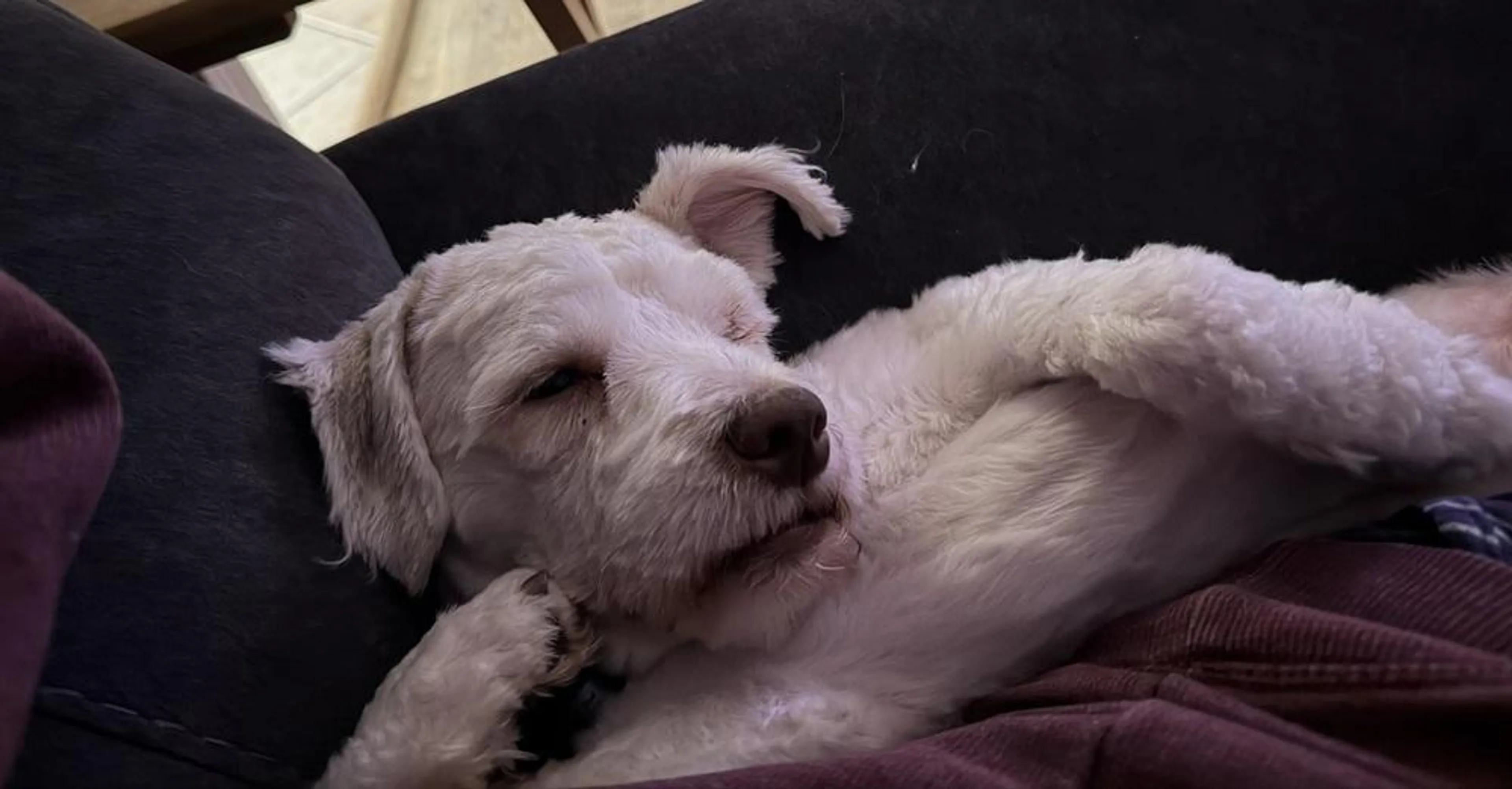 Found pet-2