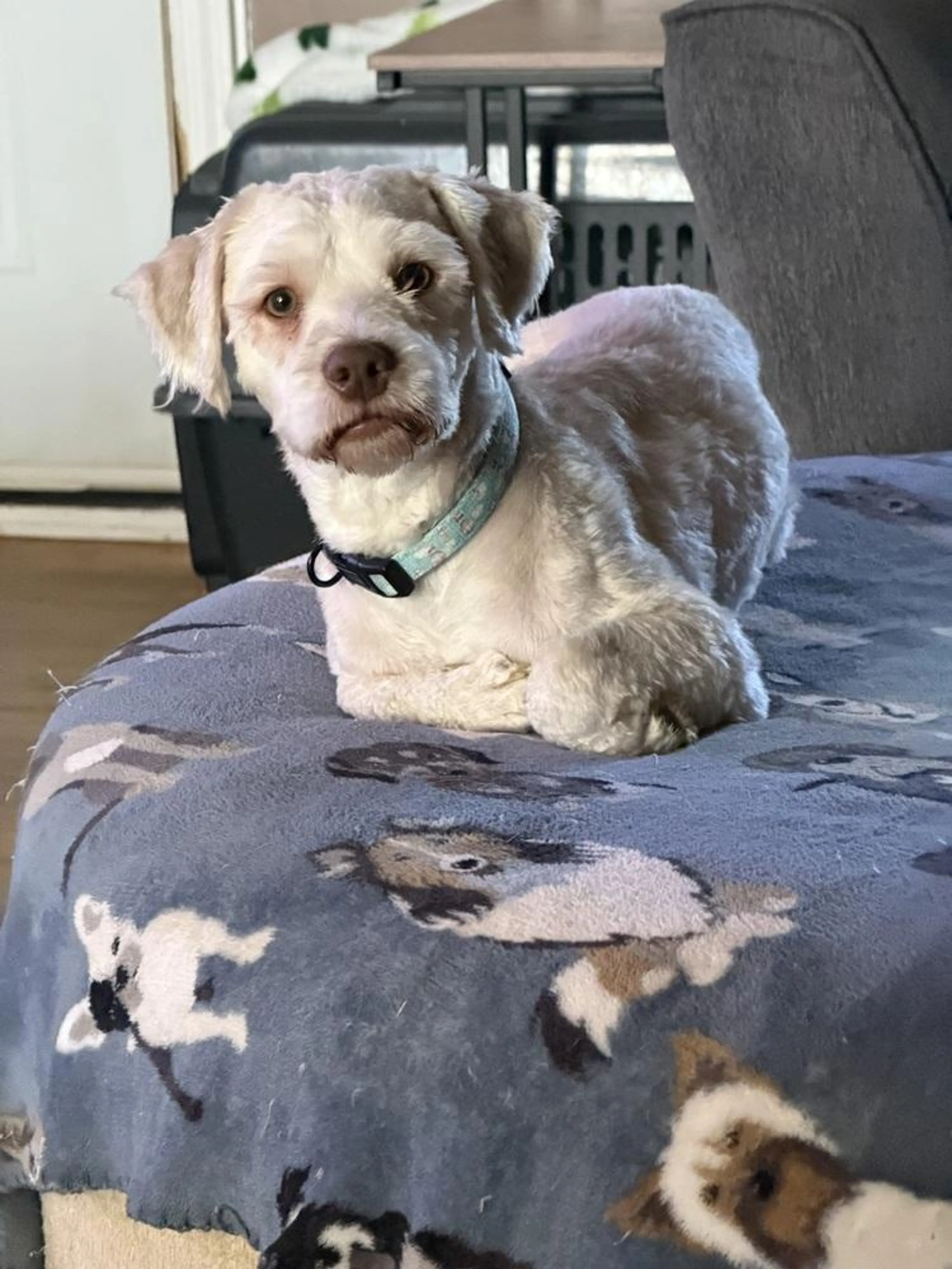Found pet-1