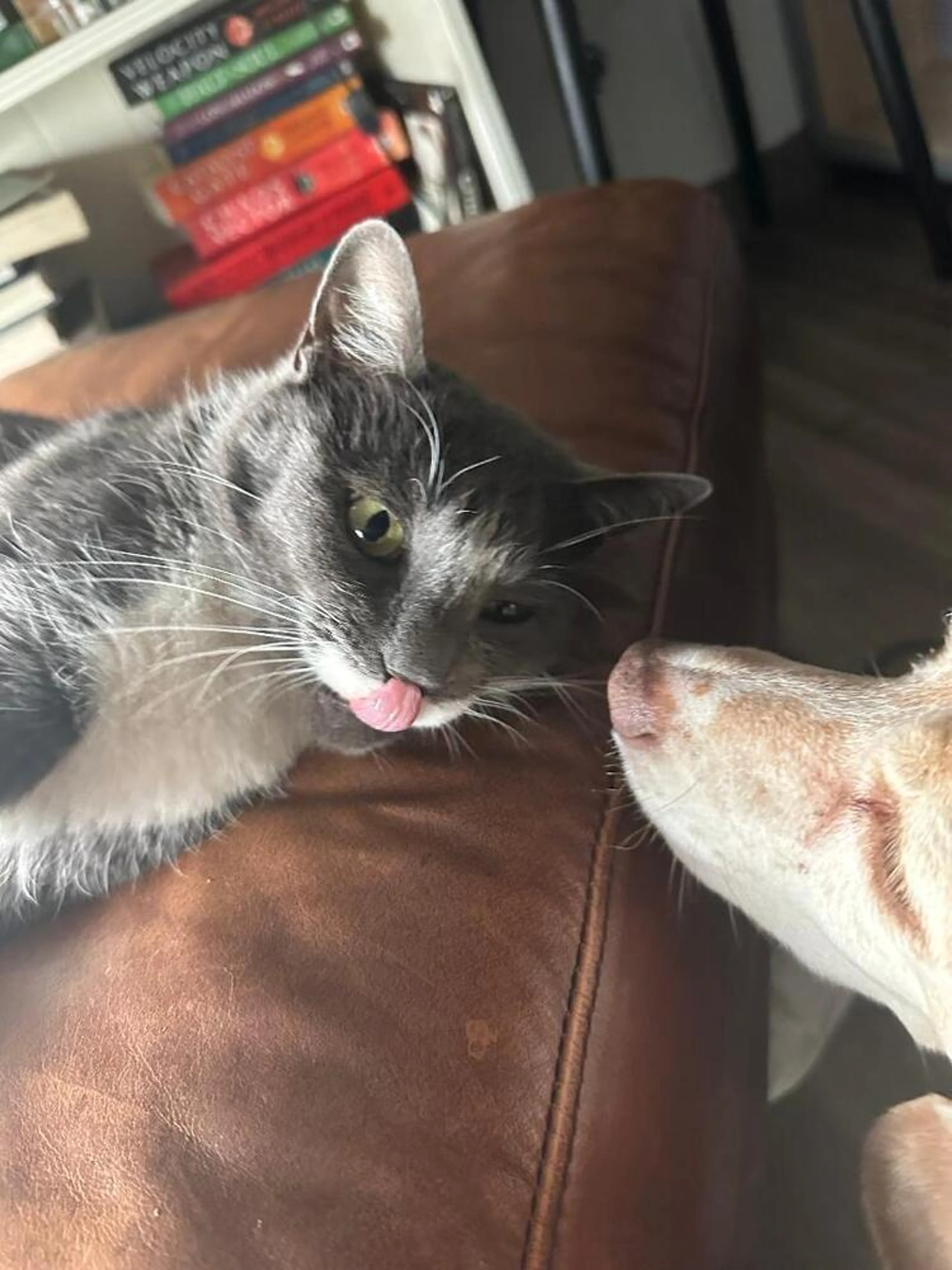 Found pet-2