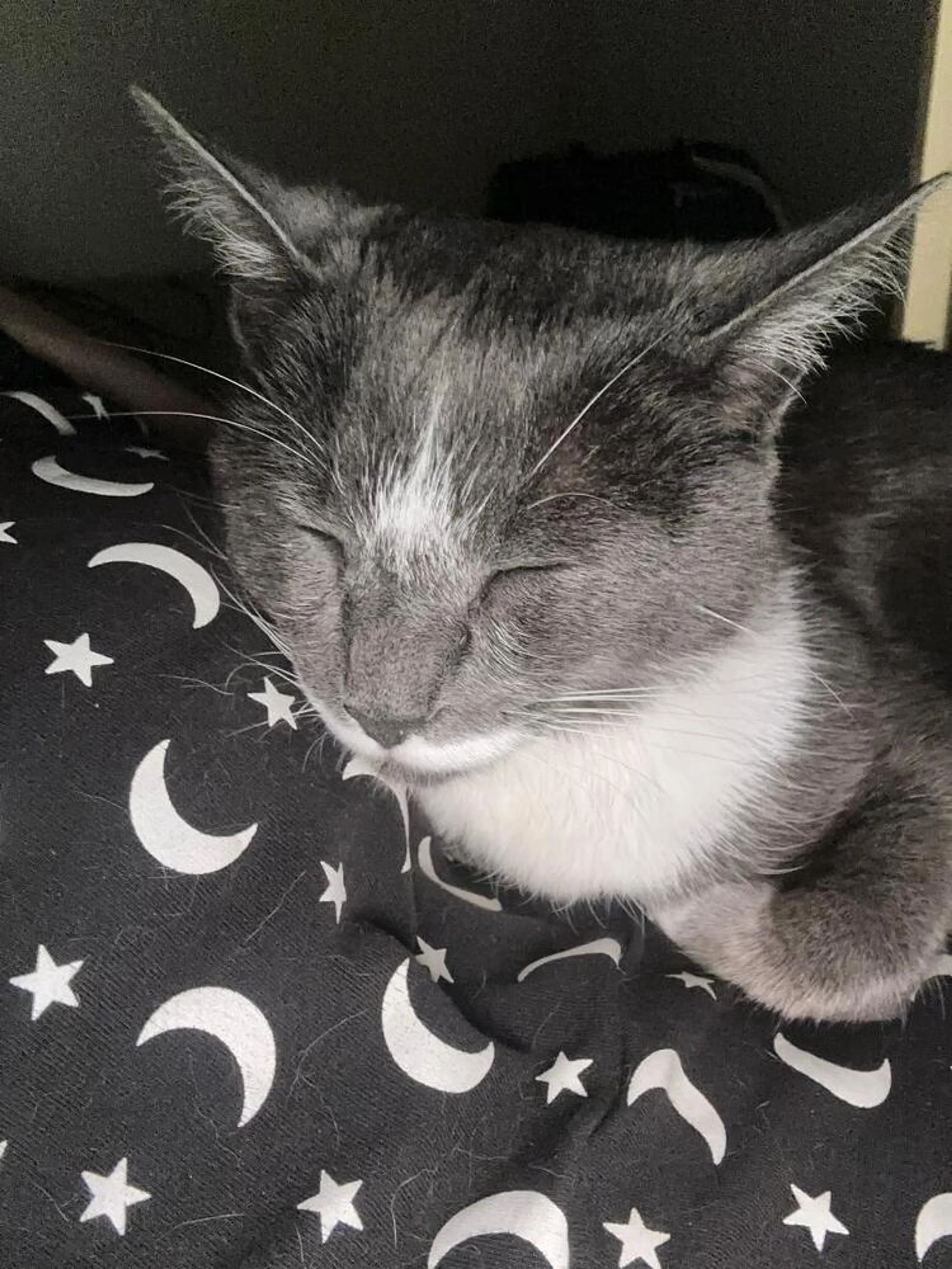 Found pet-4