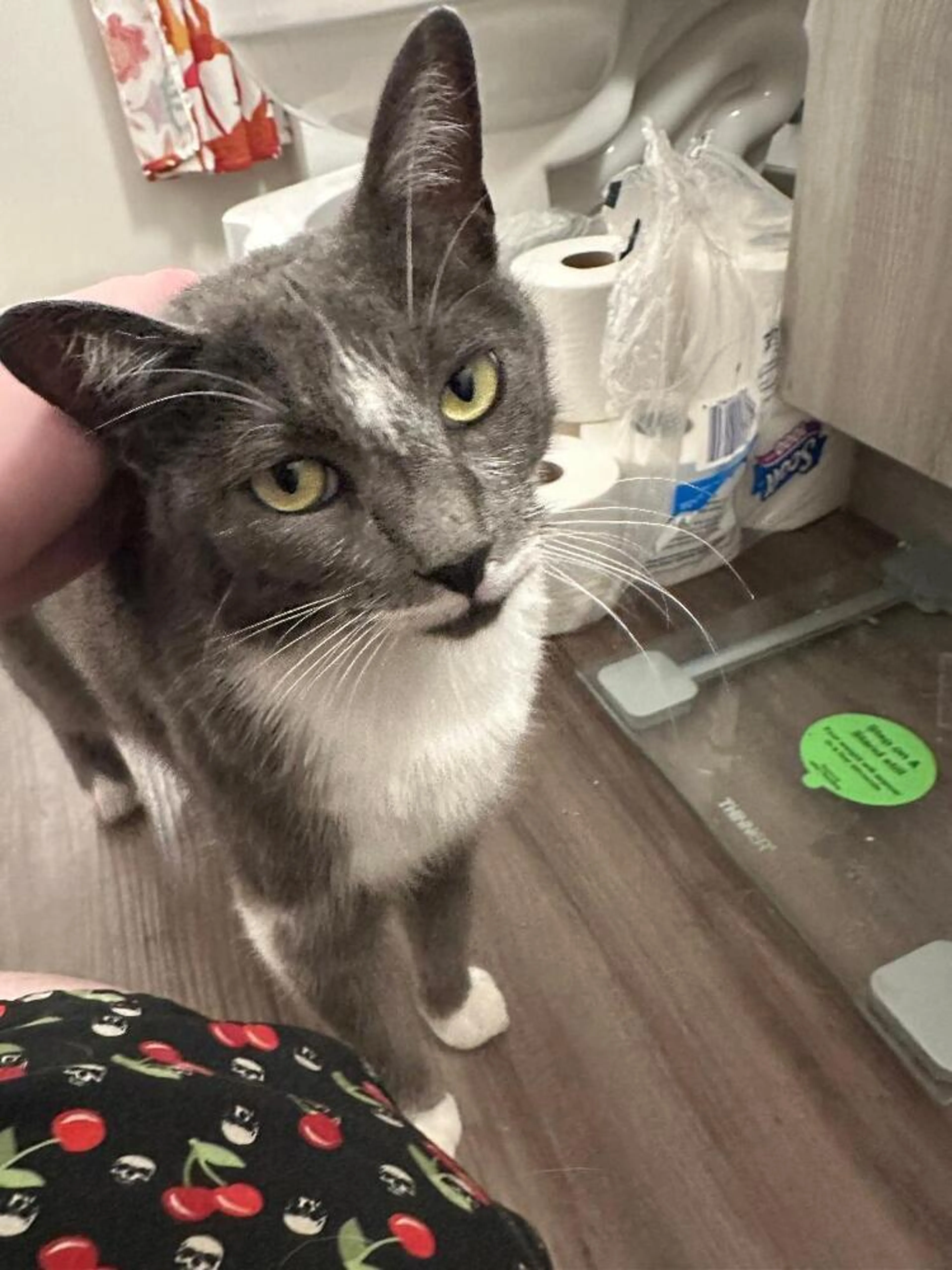 Found pet-0