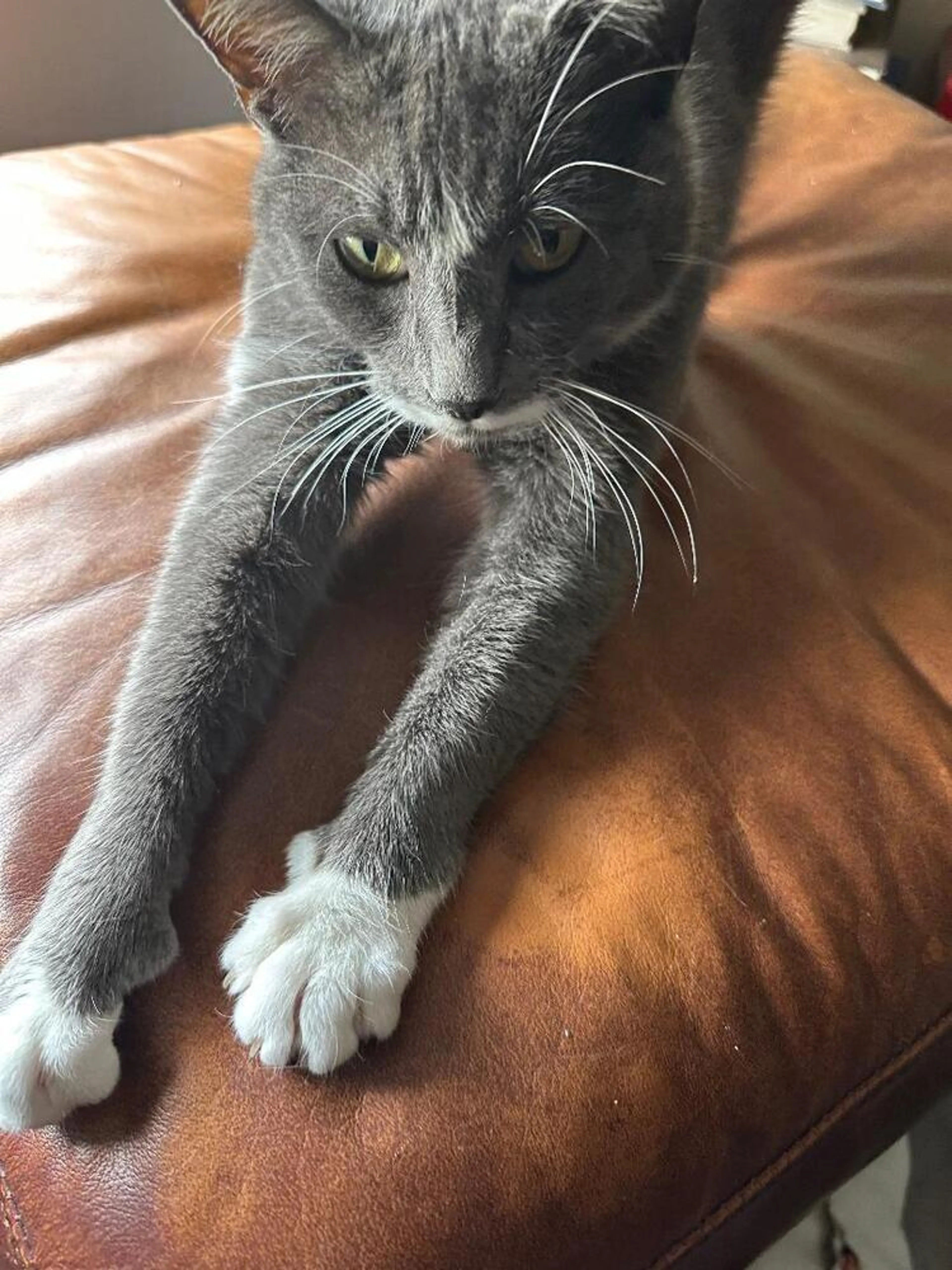 Found pet-5