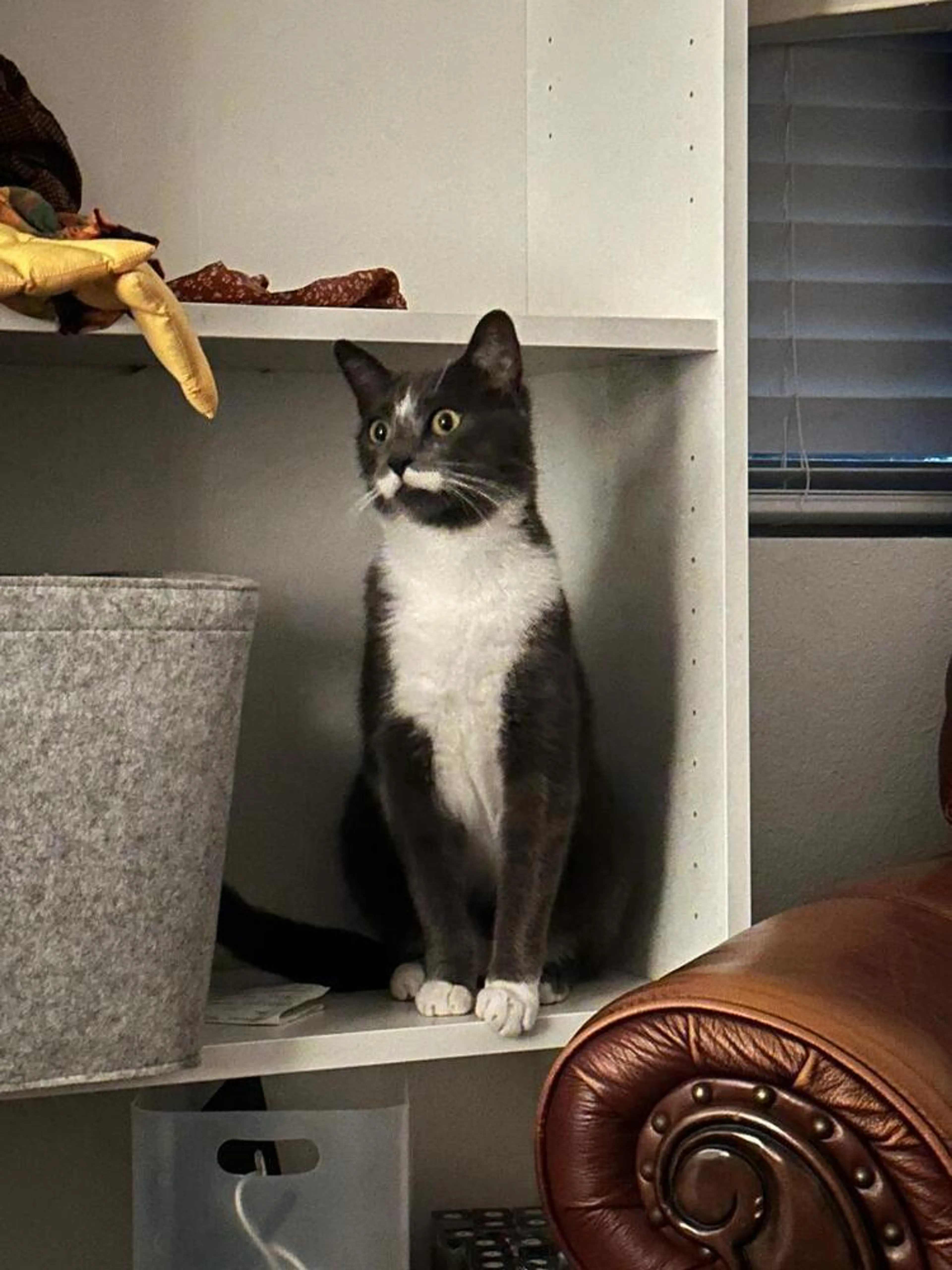 Found pet-1