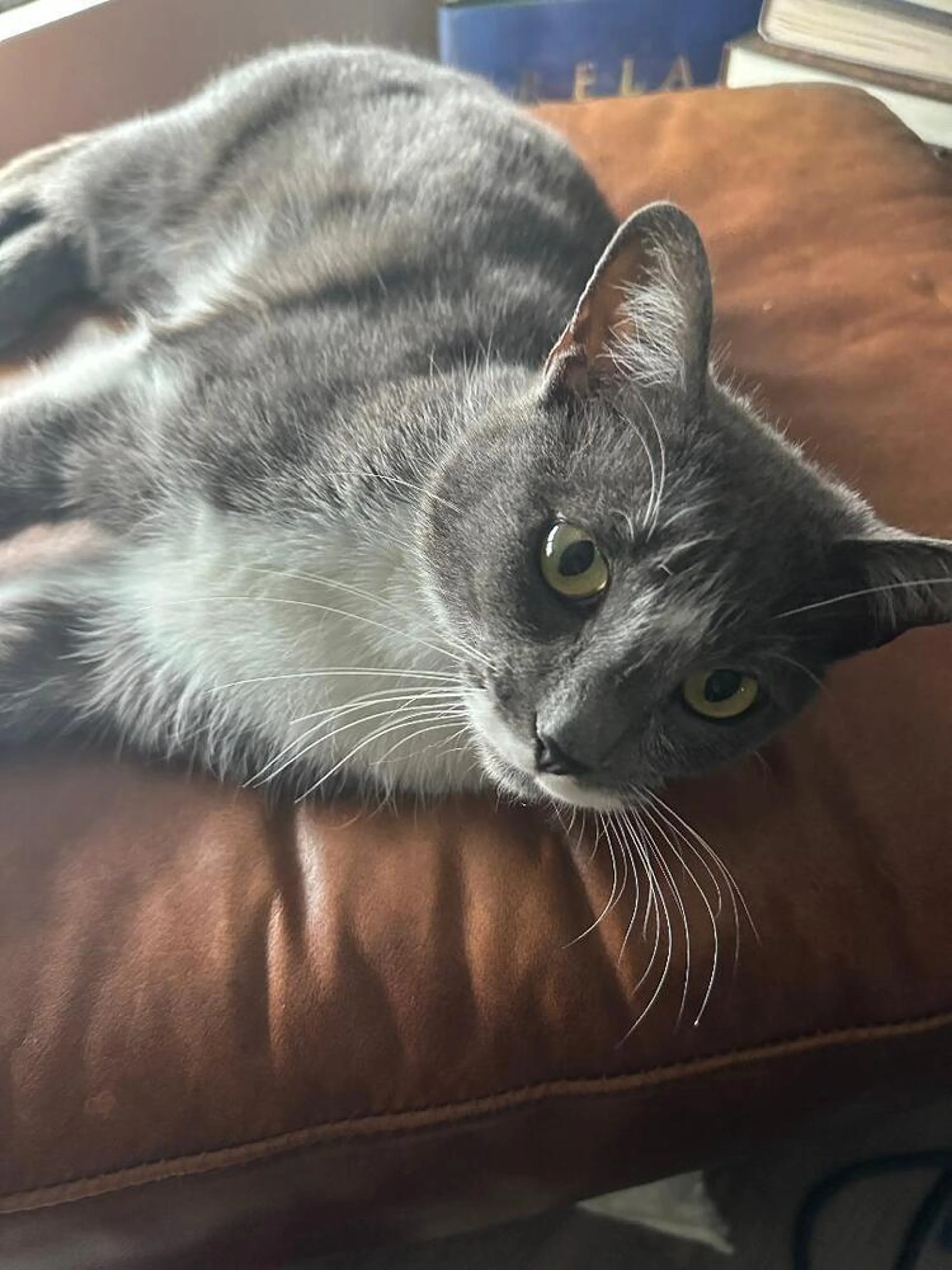 Found pet-3