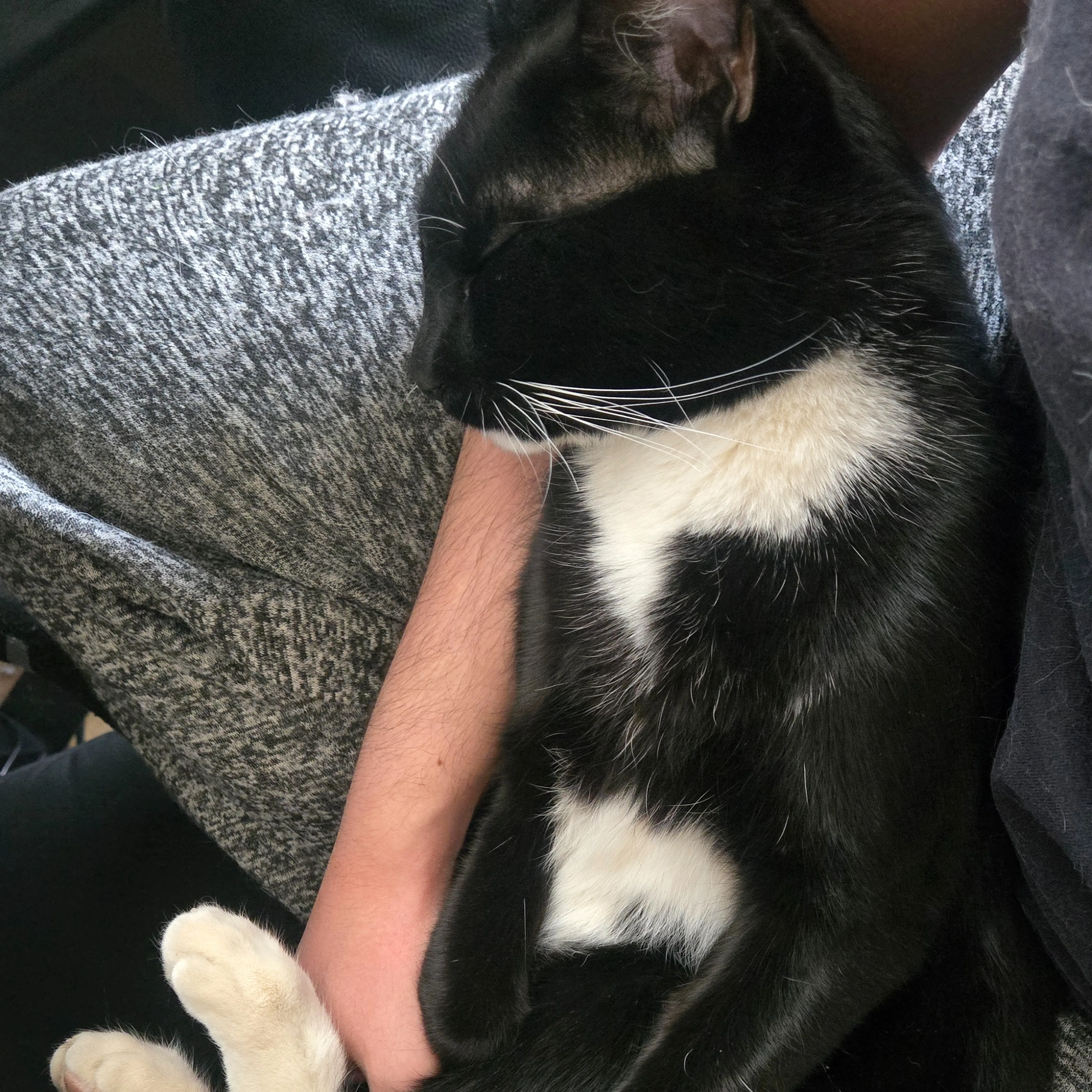 Lost pet-3